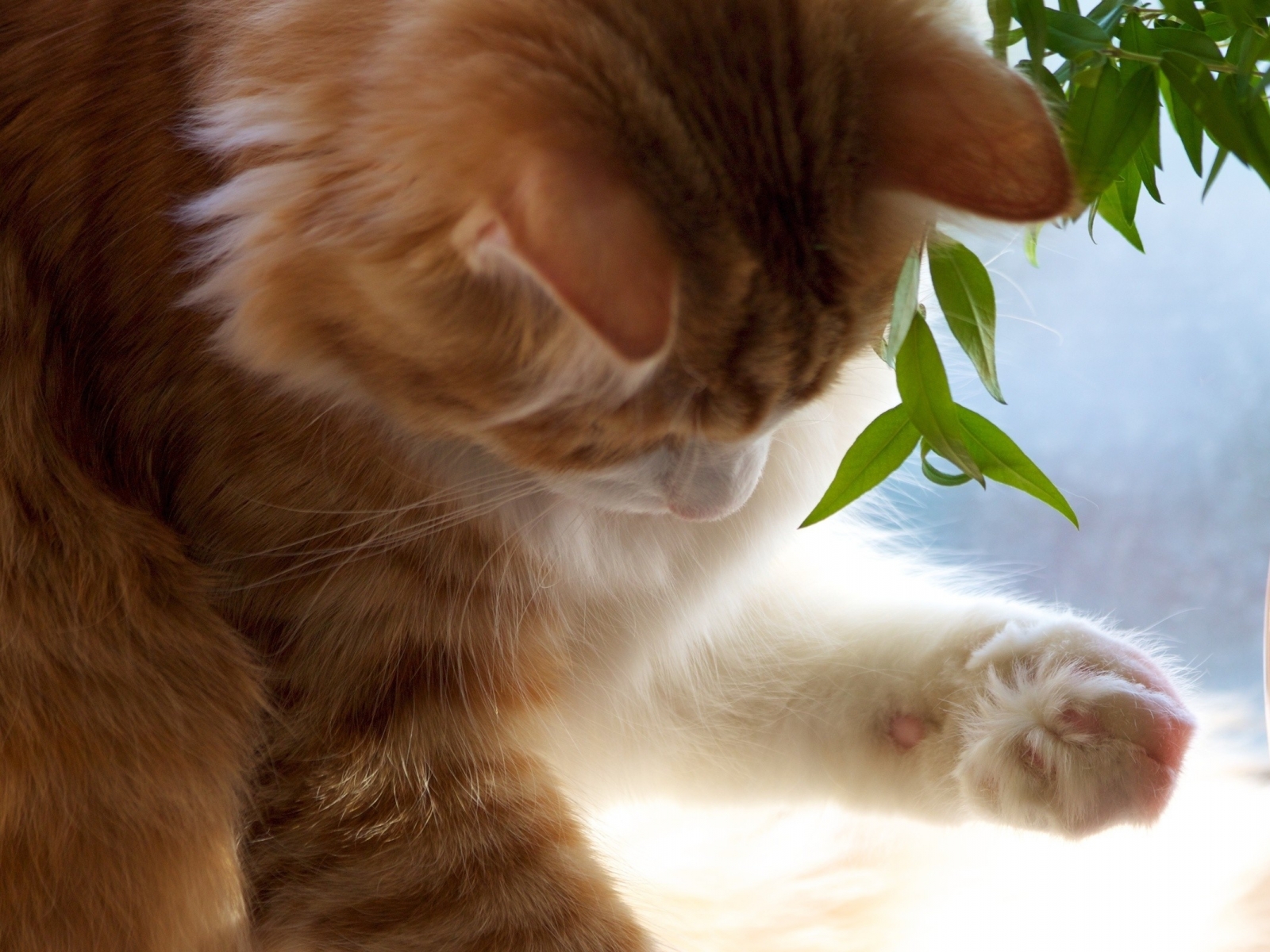 Téléchargez gratuitement l'image Animaux, Chats, Chat, Mignon sur le bureau de votre PC