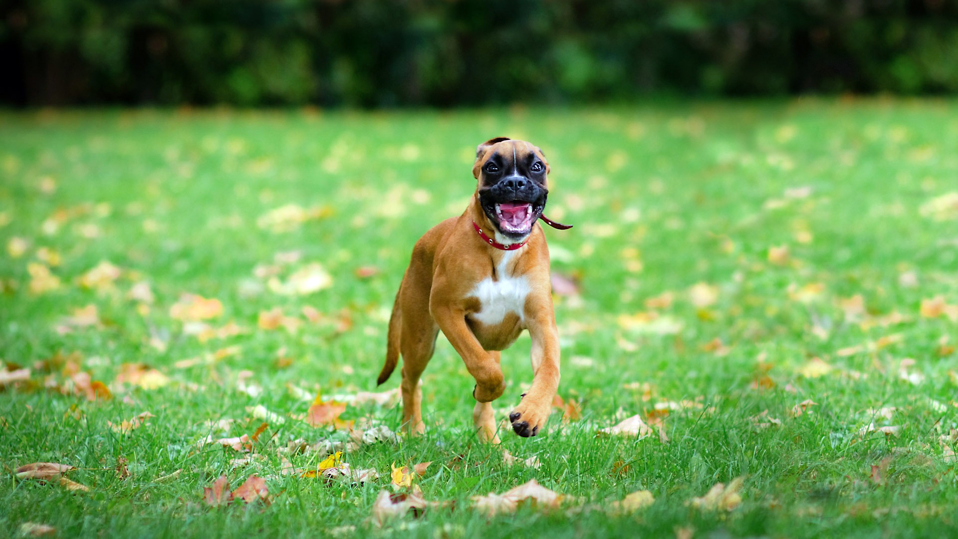 無料モバイル壁紙犬, 動物をダウンロードします。