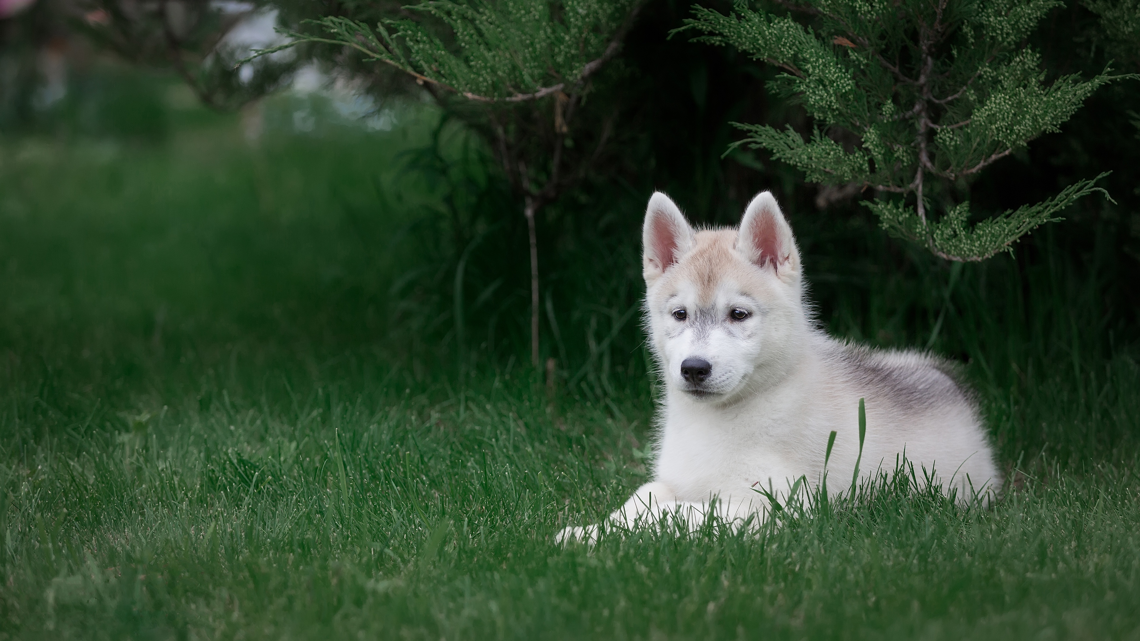 Free download wallpaper Dogs, Dog, Animal, Puppy, Husky, Baby Animal on your PC desktop