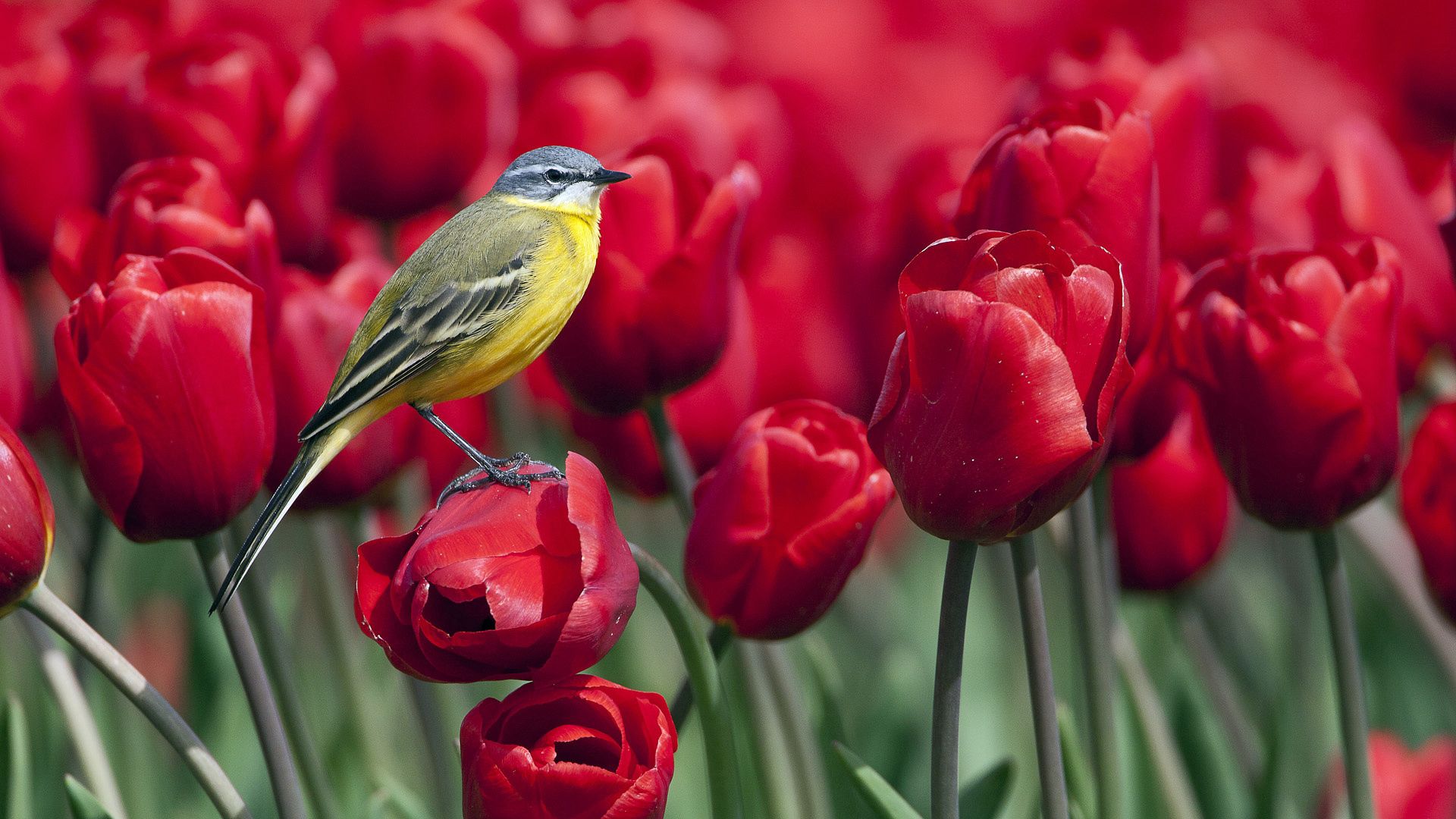 Скачать картинку Животные, Птица, Цветы, Тюльпаны в телефон бесплатно.