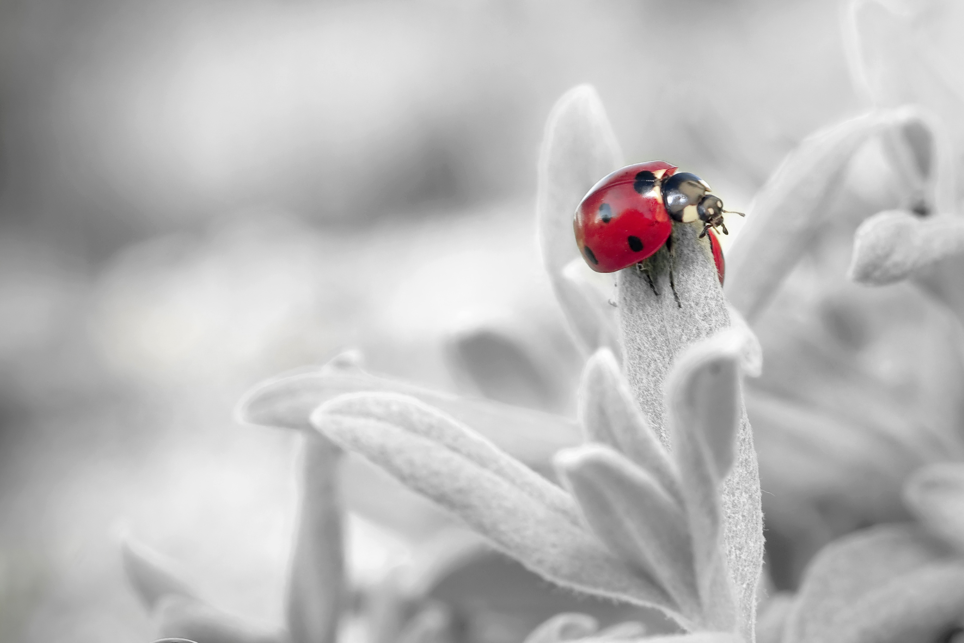 Laden Sie das Blume, Insekt, Ladybird, Blütenblätter, Makro, Marienkäfer-Bild kostenlos auf Ihren PC-Desktop herunter