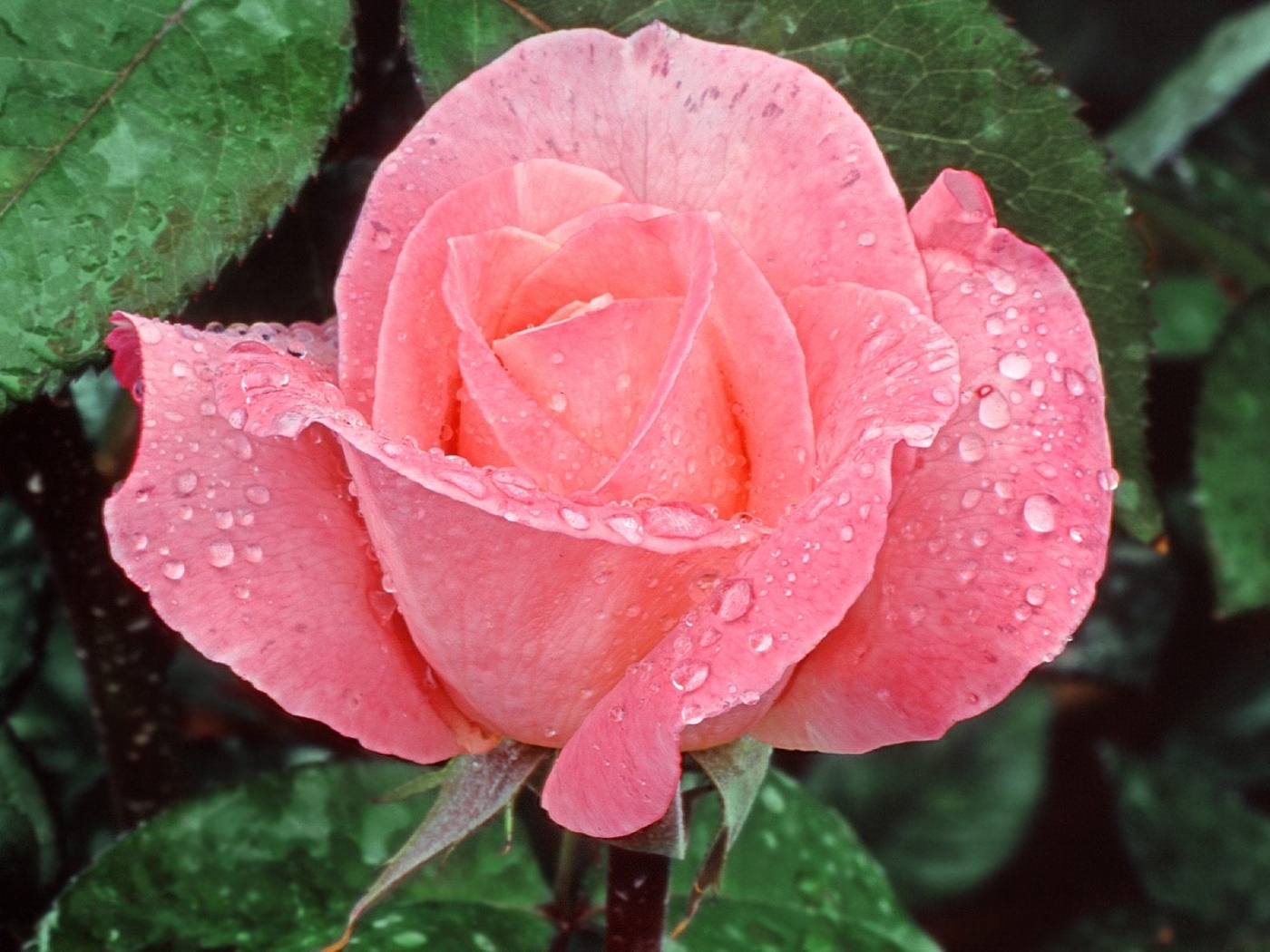 Baixe gratuitamente a imagem Flores, Rosas, Plantas na área de trabalho do seu PC
