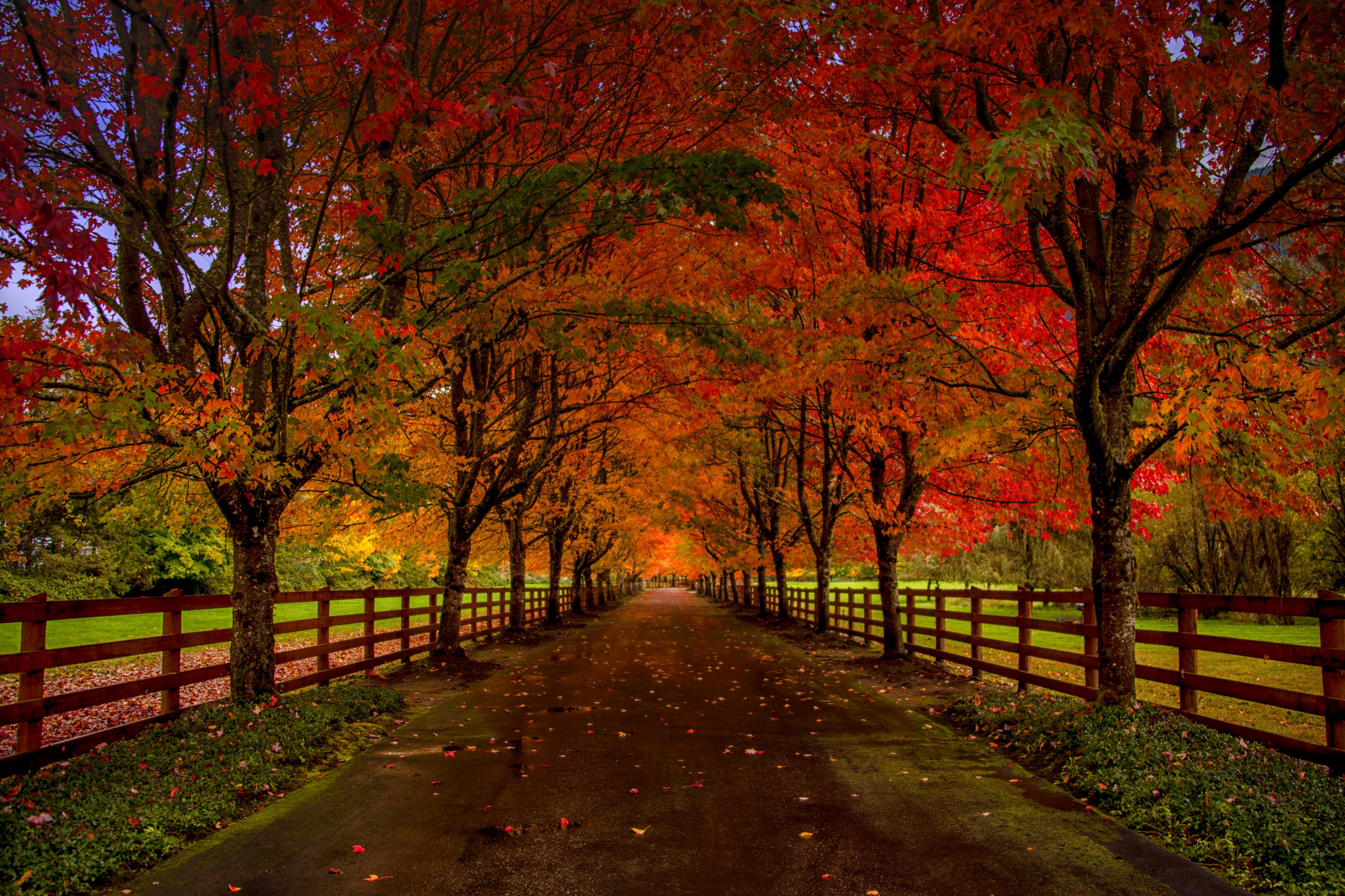Laden Sie das Herbst, Straße, Baum, Zaun, Menschengemacht-Bild kostenlos auf Ihren PC-Desktop herunter