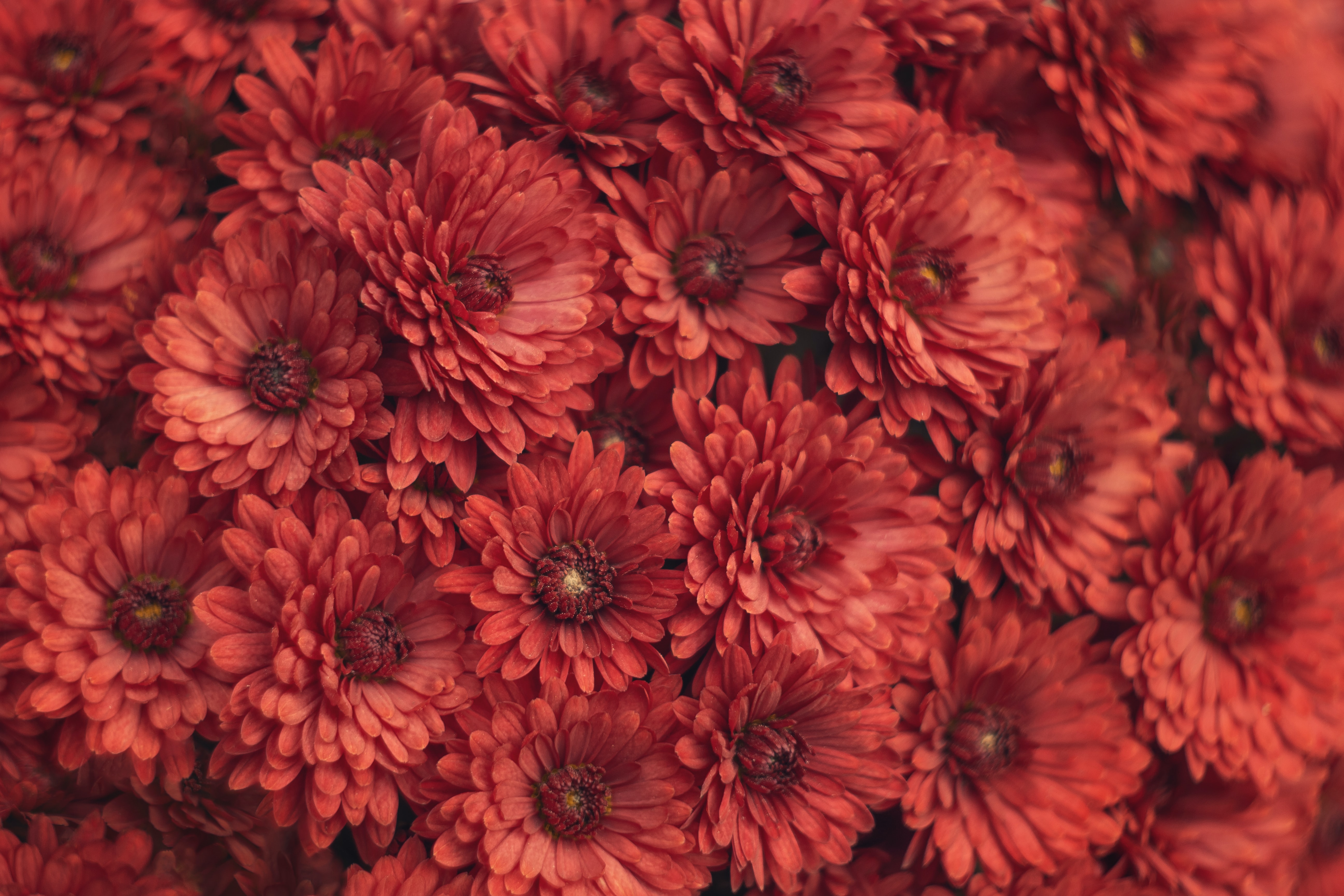 Handy-Wallpaper Blumen, Chrysantheme, Makro kostenlos herunterladen.