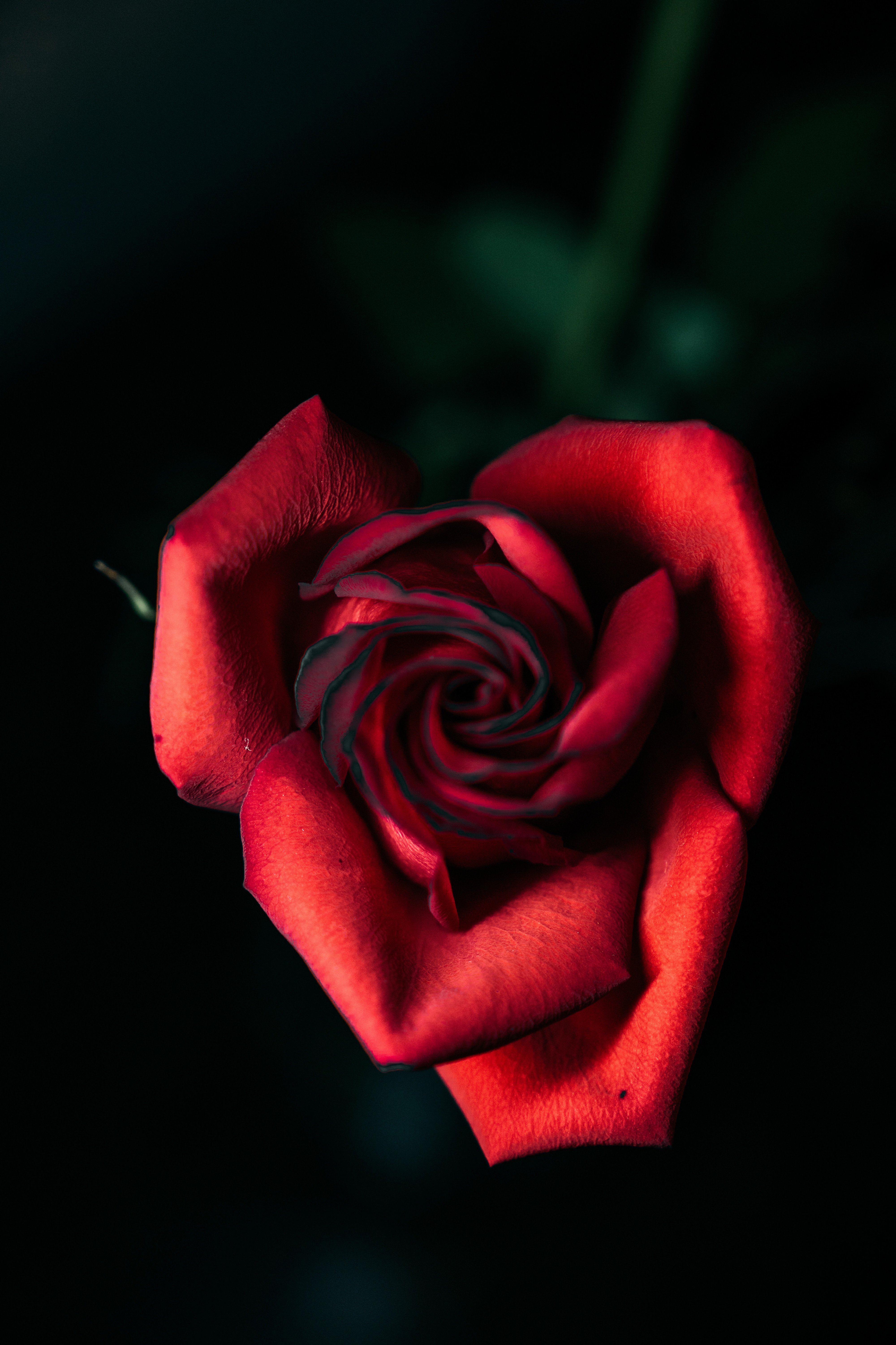 rose, close up, flowers, red, rose flower, petals, bud HD wallpaper