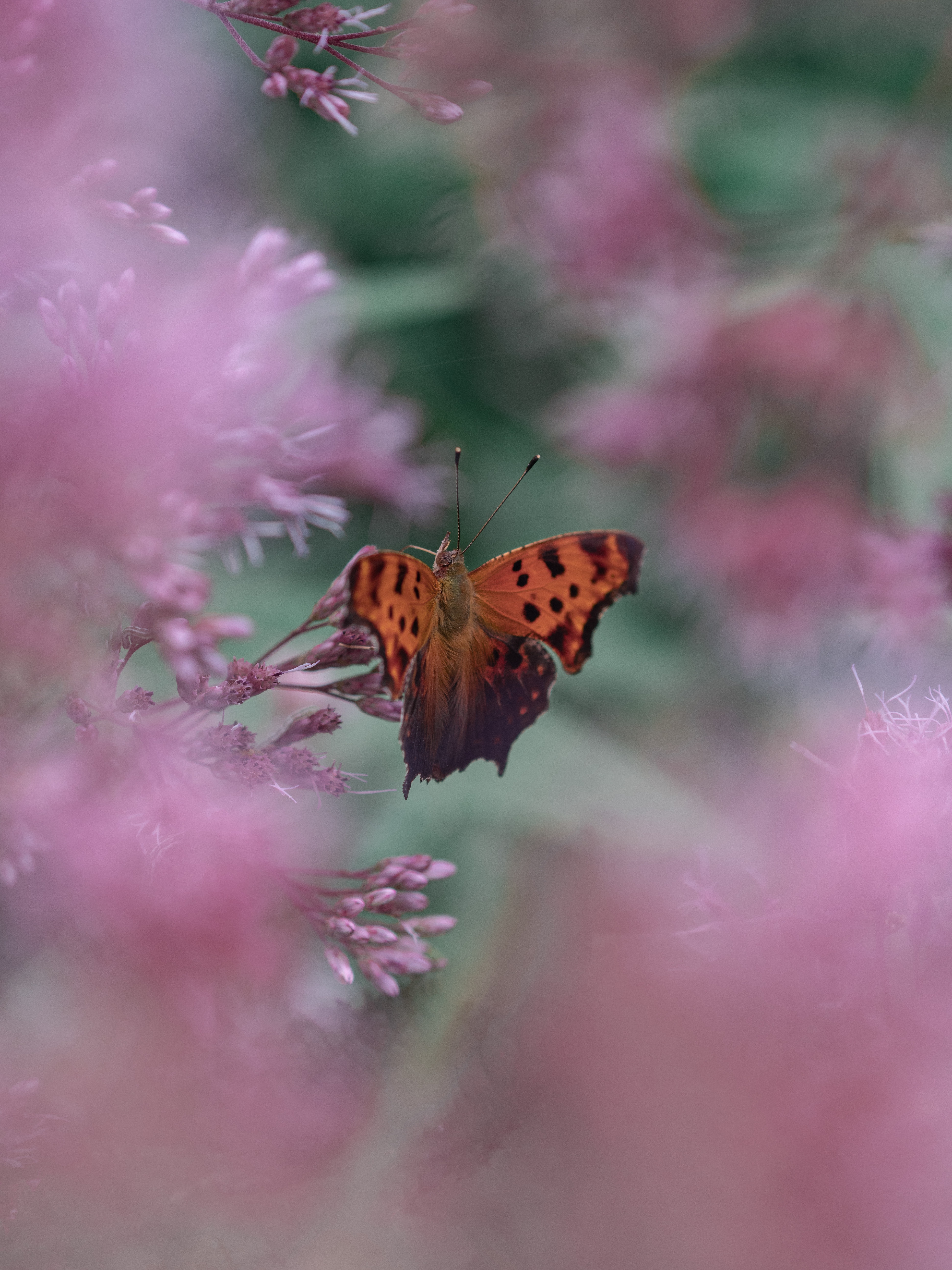 Handy-Wallpaper Makro, Unschärfe, Glatt, Blume, Schmetterling, Insekt kostenlos herunterladen.