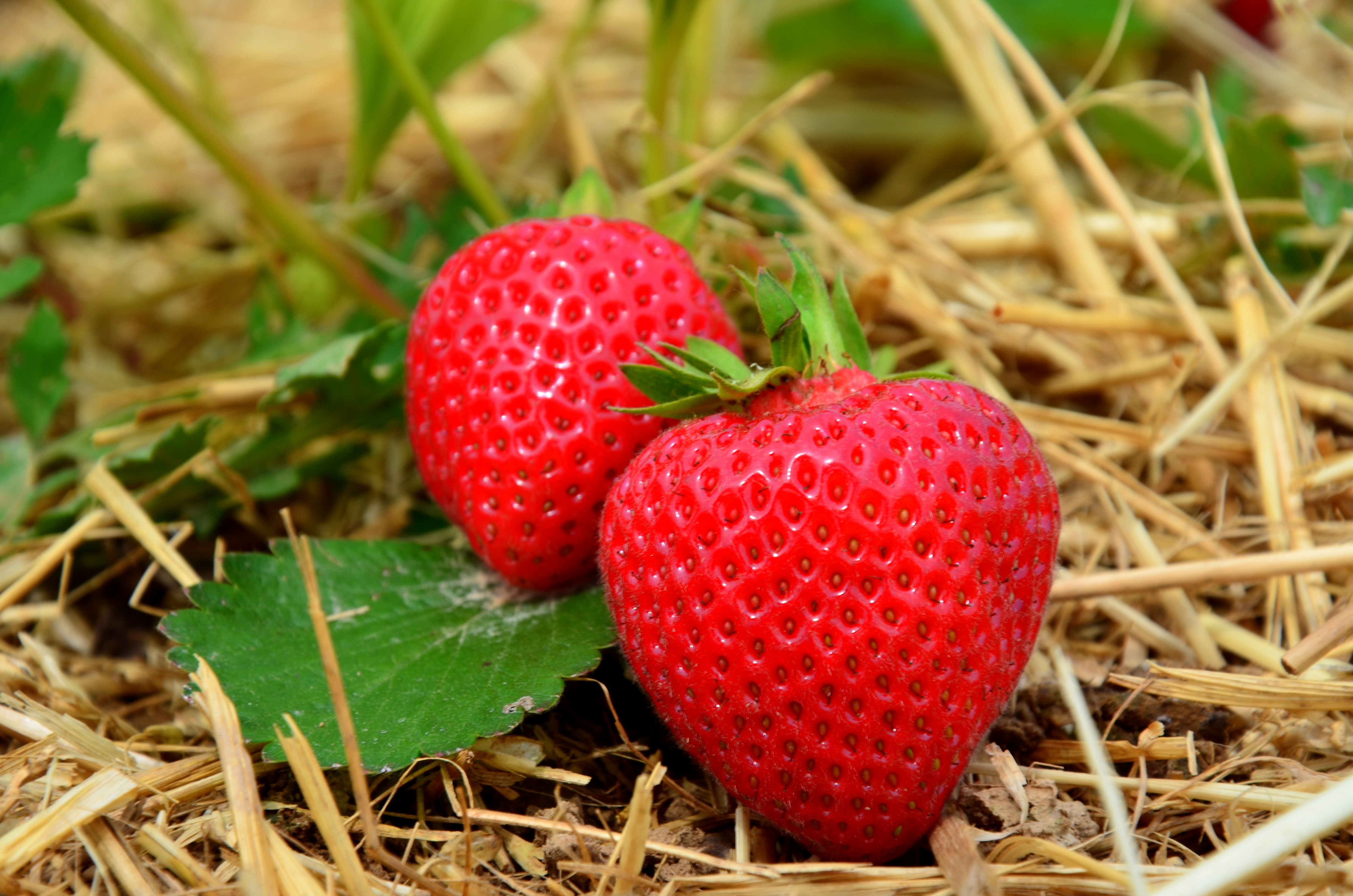 Free download wallpaper Fruits, Food, Strawberry, Close Up, Berry, Fruit on your PC desktop