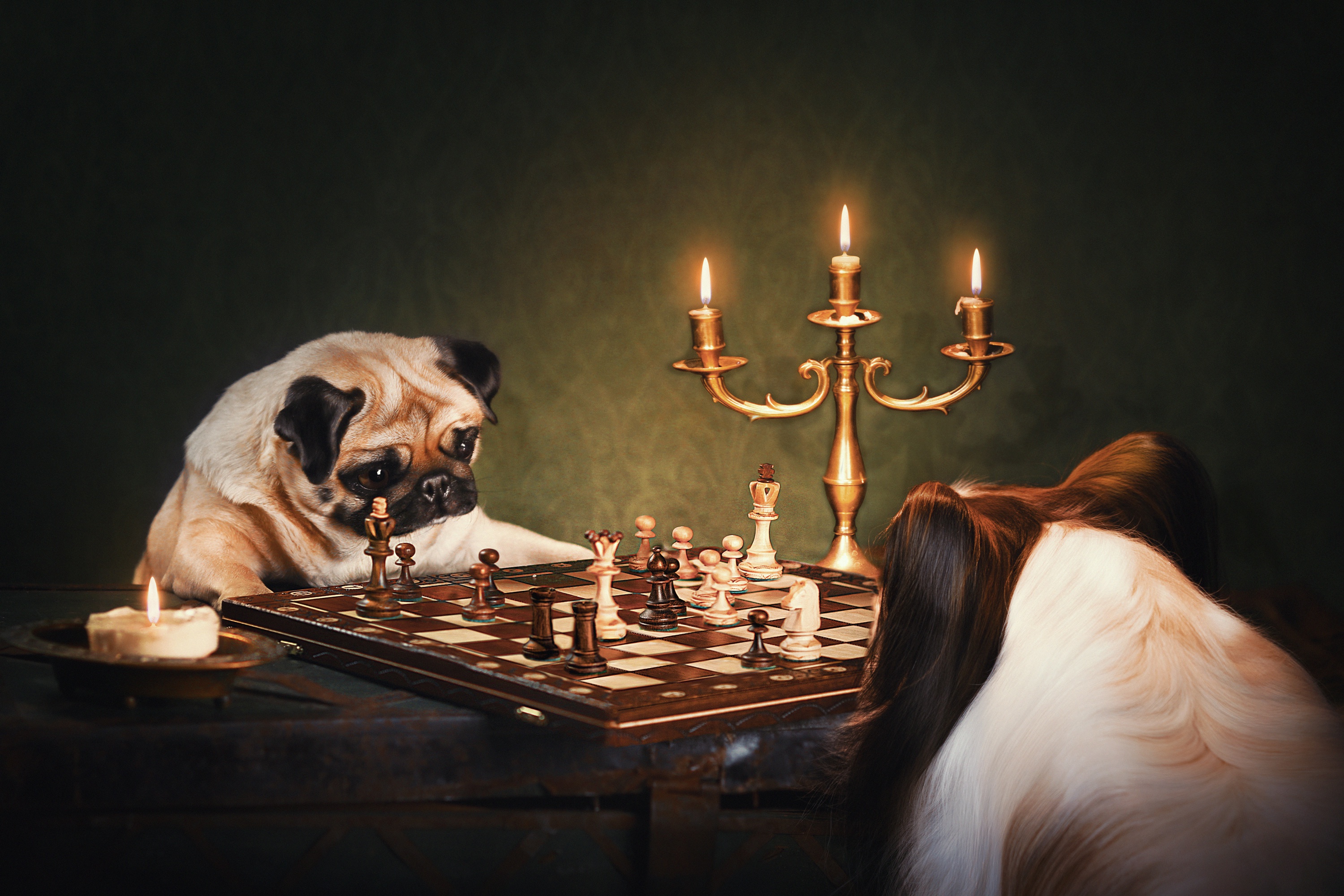 Free download wallpaper Dogs, Chess, Dog, Animal, Pug, Papillon (Dog) on your PC desktop
