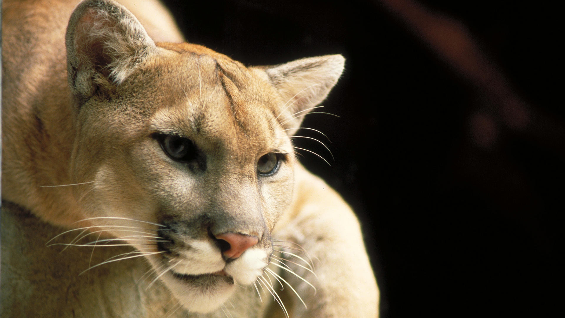 Descarga gratuita de fondo de pantalla para móvil de Puma, Gatos, Animales.
