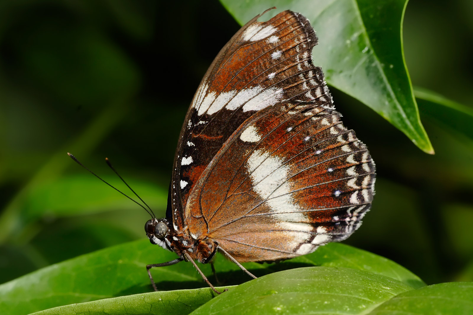 Téléchargez des papiers peints mobile Animaux, Papillon gratuitement.