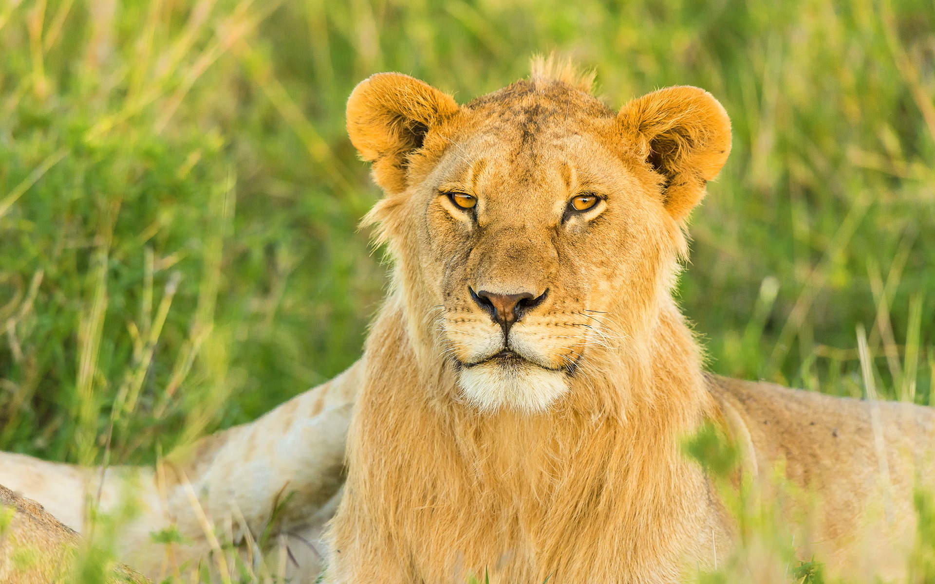 Téléchargez des papiers peints mobile Animaux, Chats, Lion gratuitement.