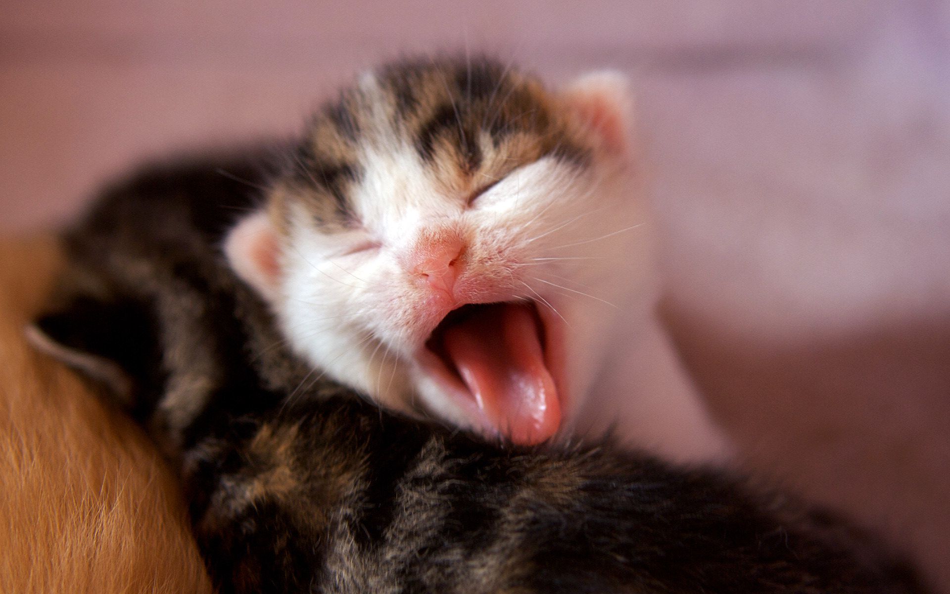 Baixar papel de parede para celular de Animais, Gatos, Gato gratuito.