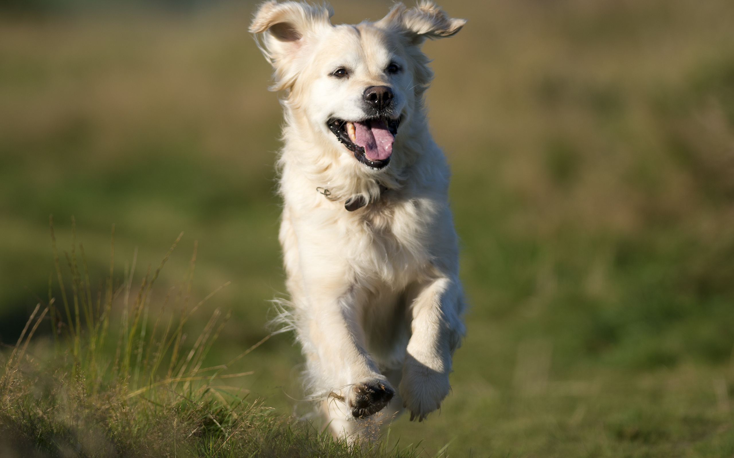 Descarga gratuita de fondo de pantalla para móvil de Animales, Perros, Perro.