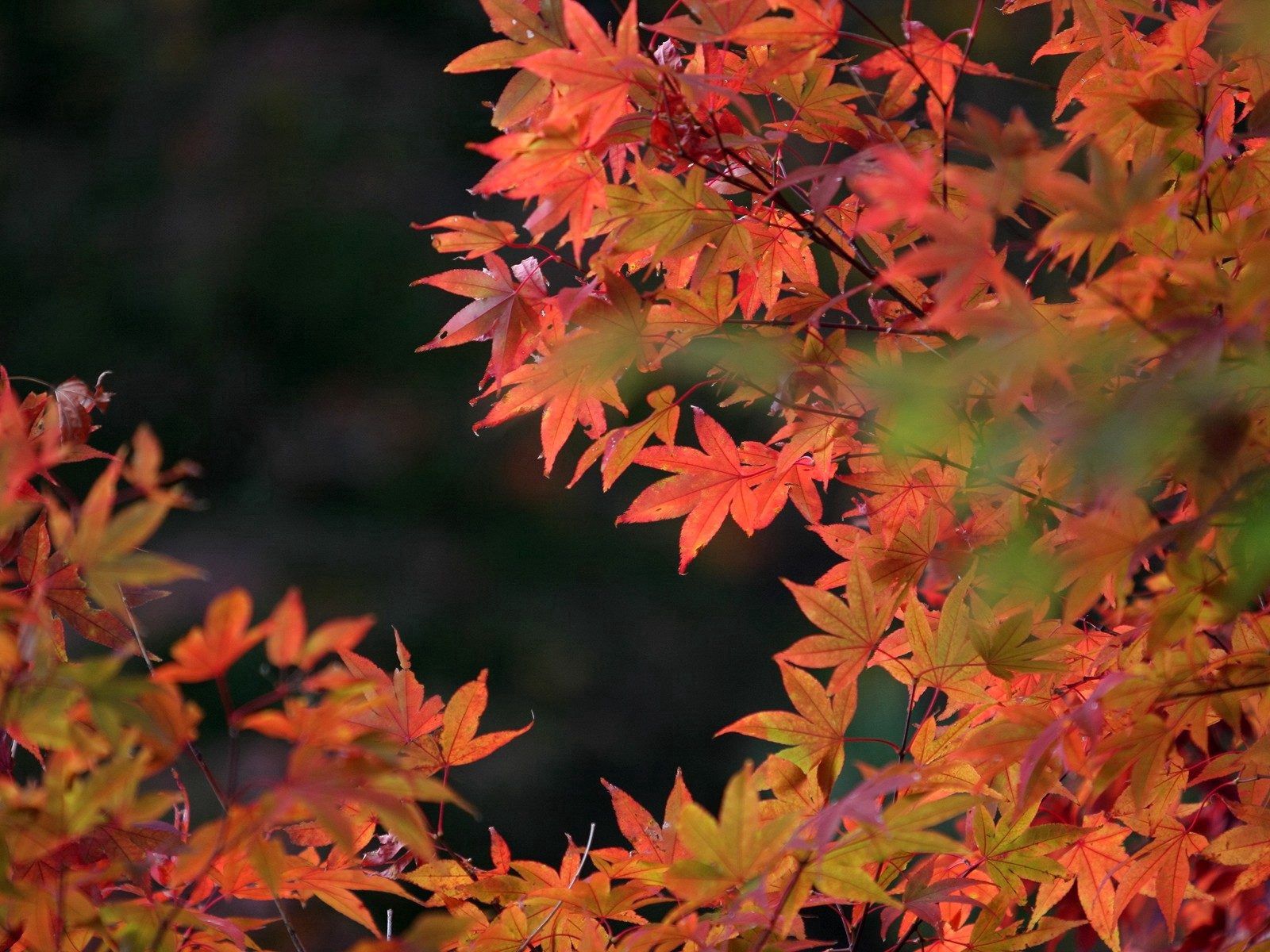 Скачать обои бесплатно Красный, Сухой, Природа, Листья, Осень картинка на рабочий стол ПК