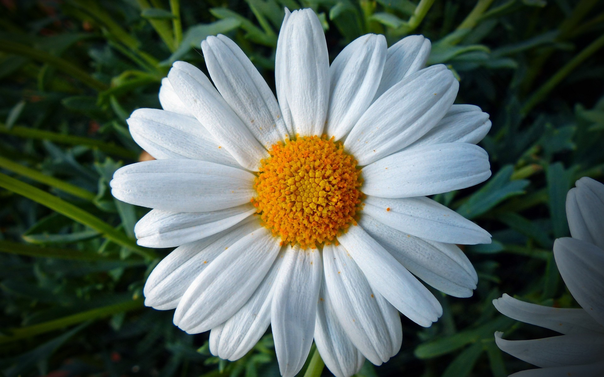 Free download wallpaper Flowers, Flower, Earth, Daisy, White Flower on your PC desktop