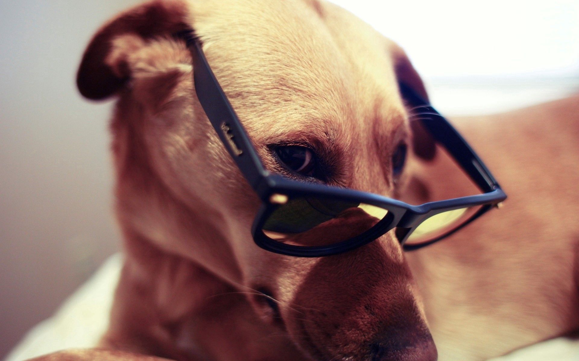 spectacles, animals, dog, muzzle, eyes, glasses