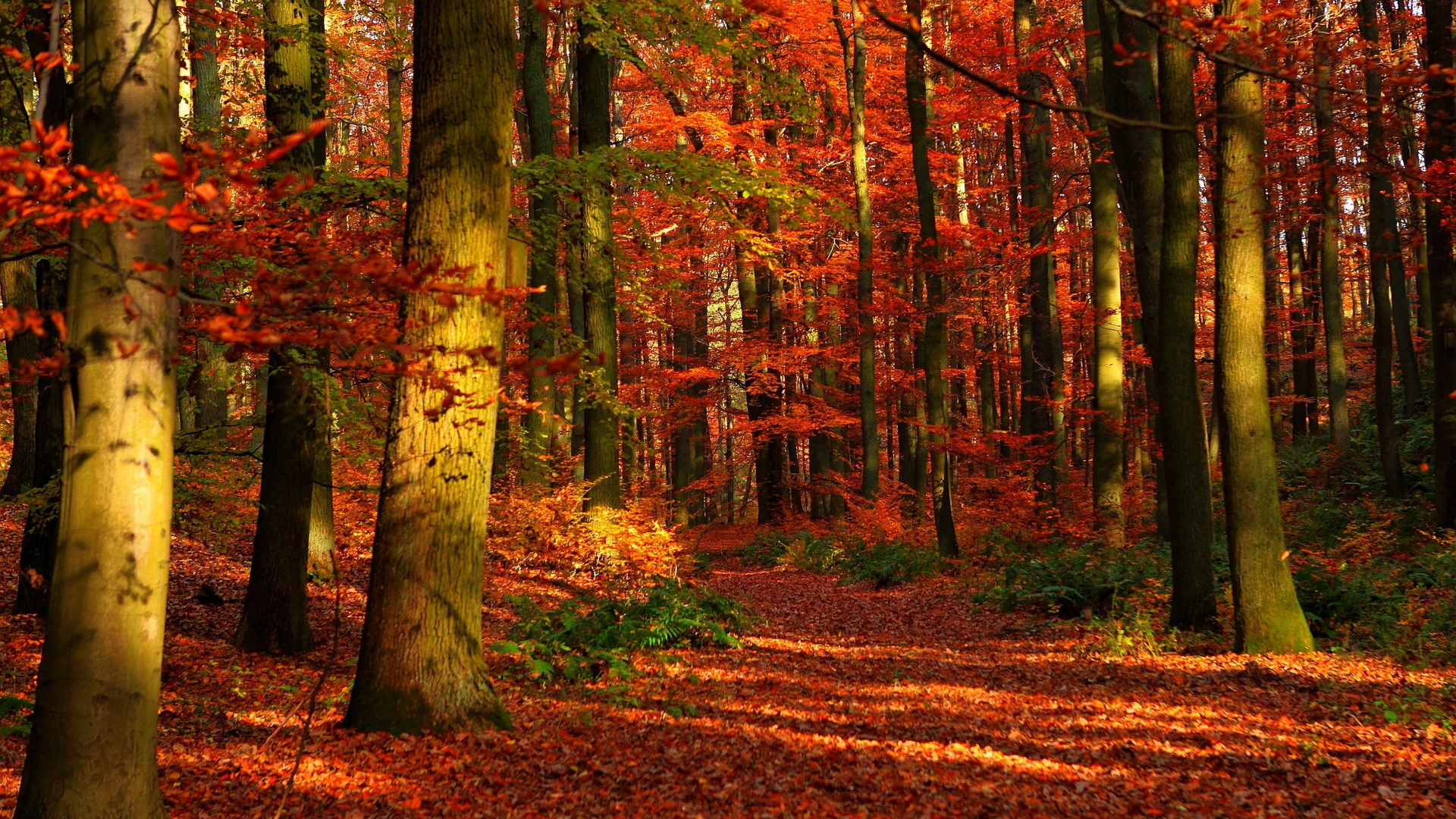 Téléchargez des papiers peints mobile Forêt, Terre/nature gratuitement.