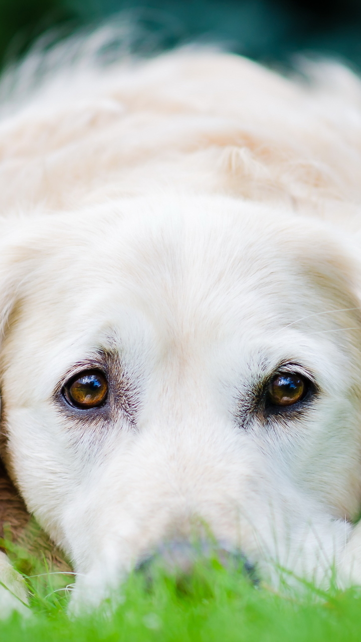 Download mobile wallpaper Dogs, Dog, Animal, Golden Retriever, Stare for free.