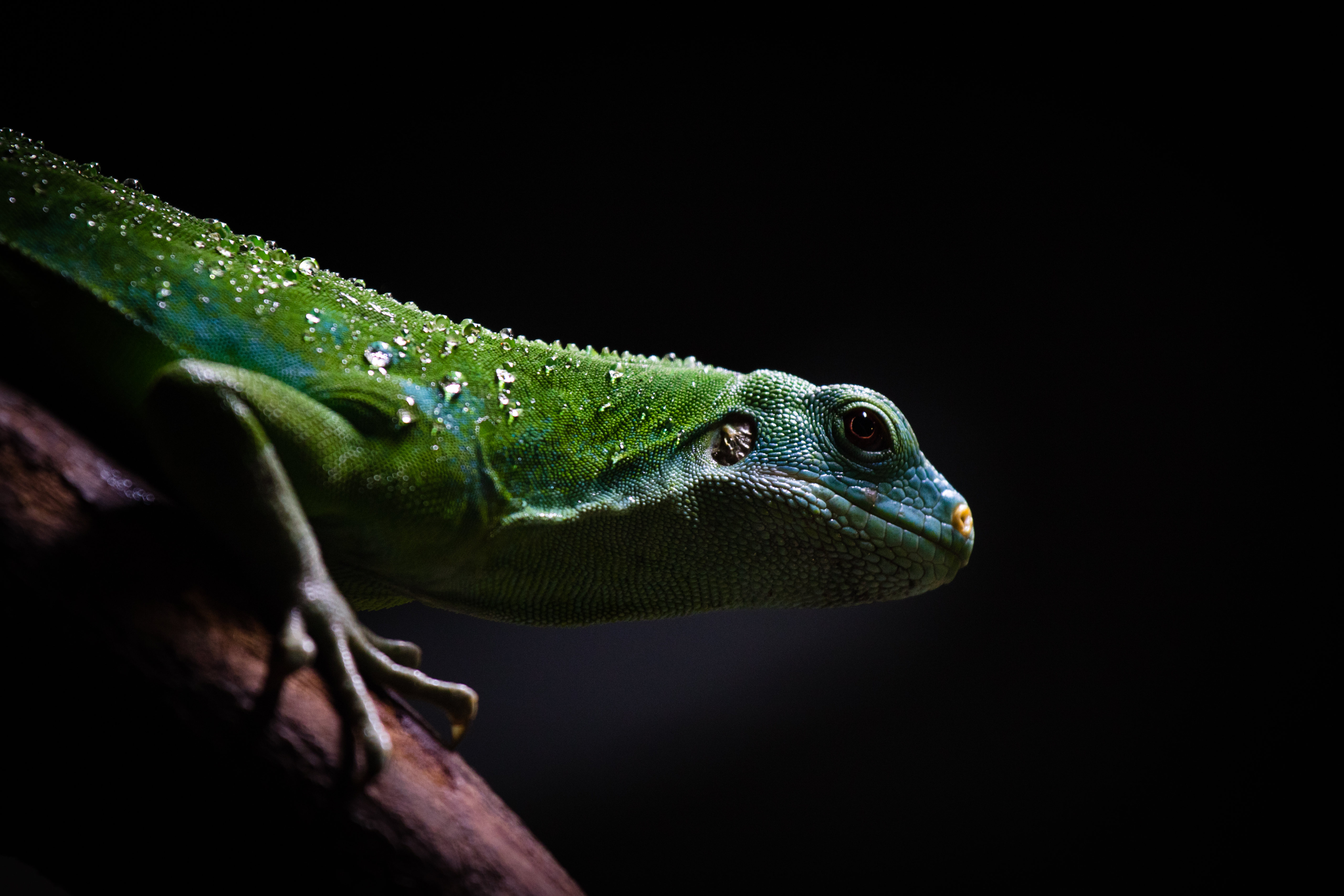 Free download wallpaper Animals, Lizard, Reptile, Dark on your PC desktop