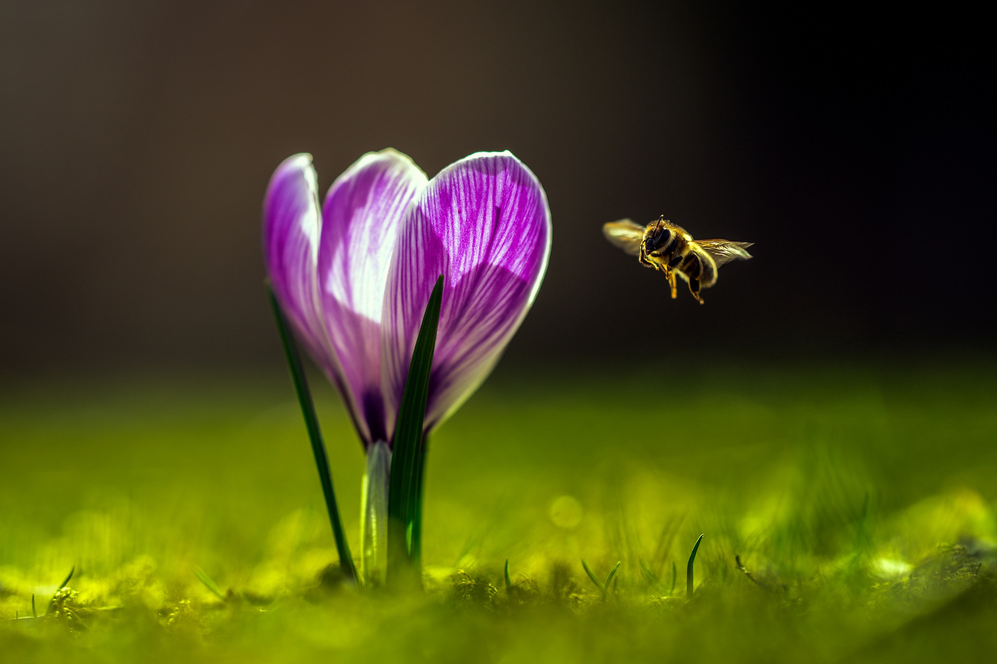 Скачать обои бесплатно Животные, Насекомые, Цветок, Макро, Насекомое, Пчела, Крокус, Фиолетовый Цветок картинка на рабочий стол ПК