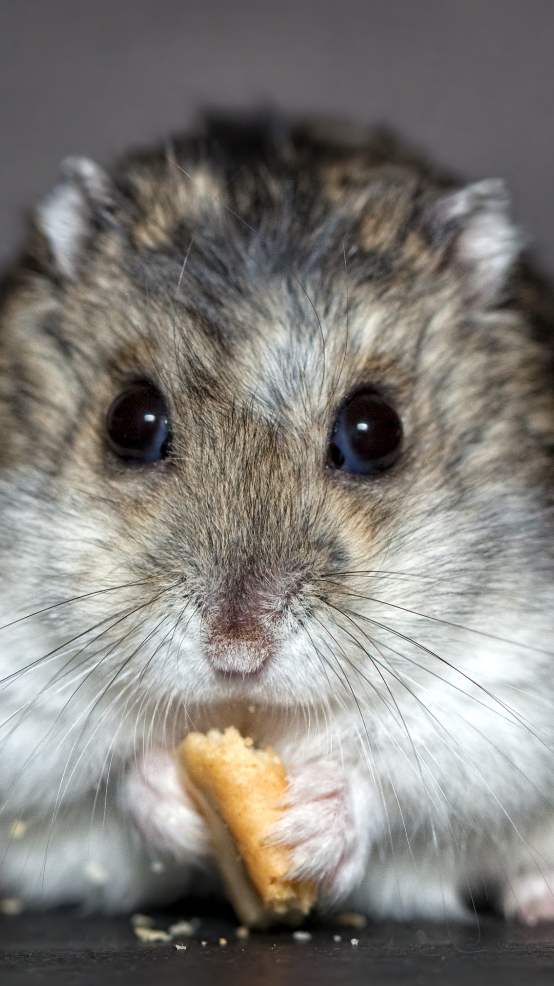 Download mobile wallpaper Close Up, Animal, Rodent, Hamster for free.