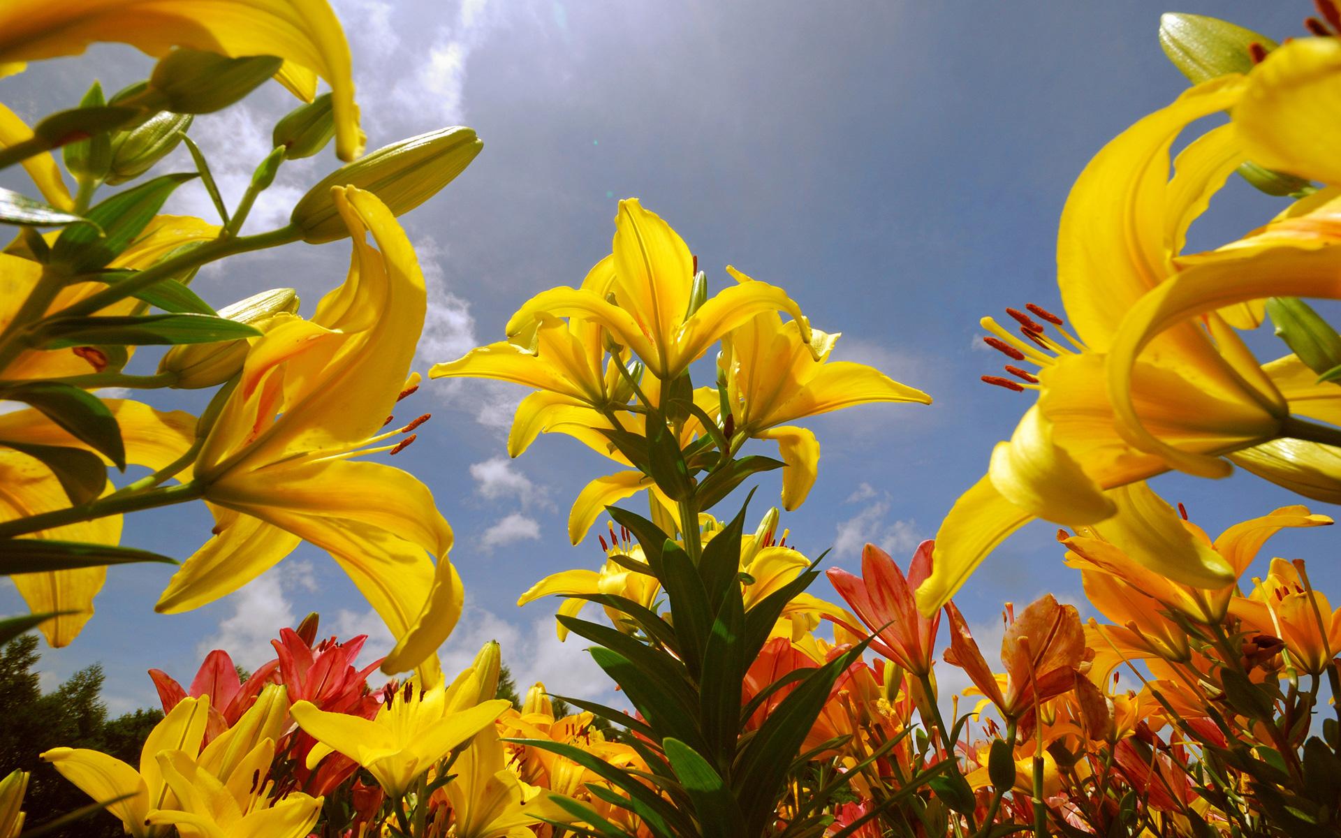 PCデスクトップにフラワーズ, 地球, リリー, 黄色い花画像を無料でダウンロード