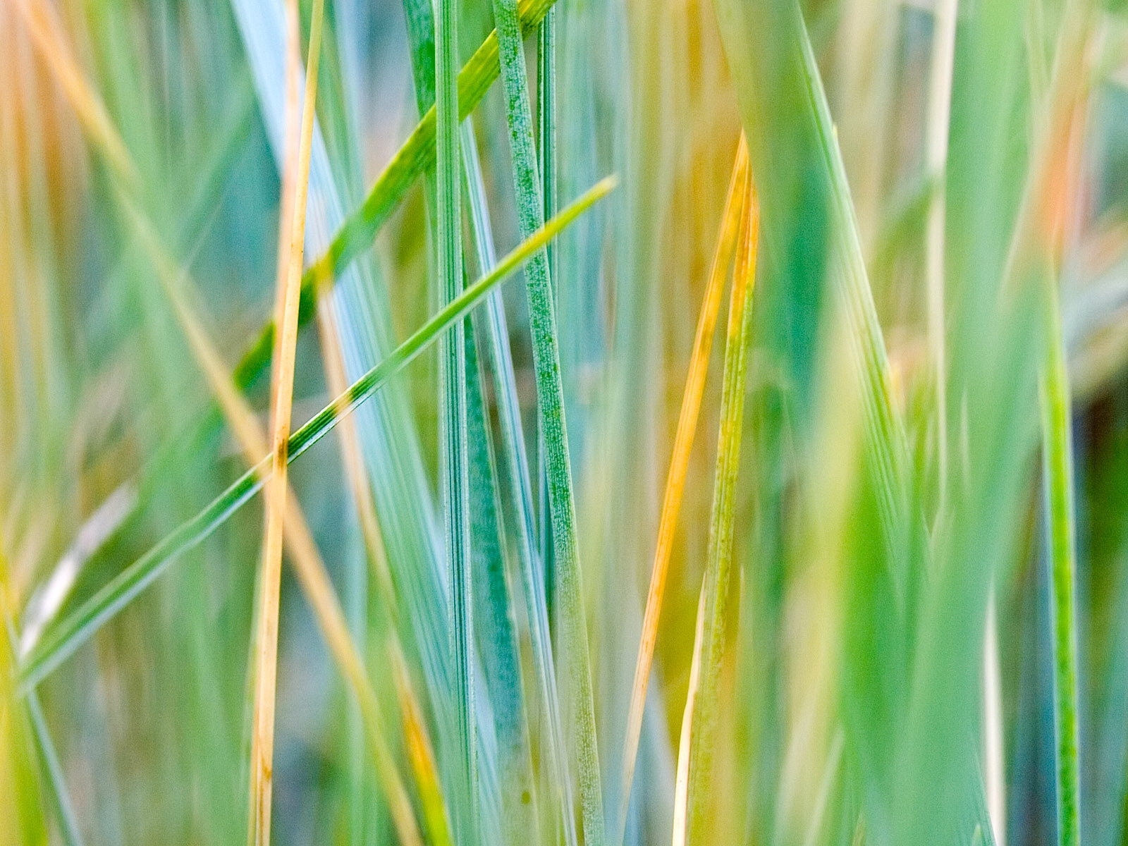 Download mobile wallpaper Grass, Background for free.