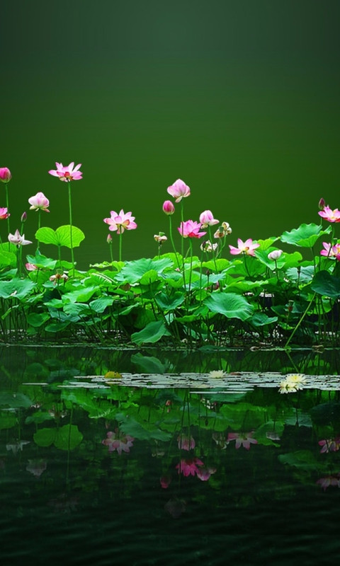 Download mobile wallpaper Flowers, Lotus, Flower, Plant, Leaf, Earth, Pond for free.