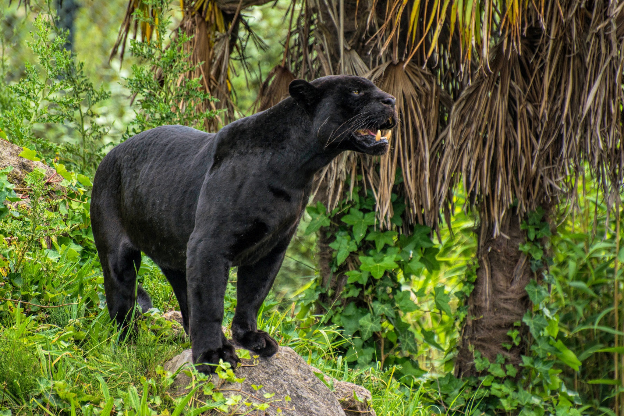 Descarga gratuita de fondo de pantalla para móvil de Animales, Gatos, Pantera Negra.