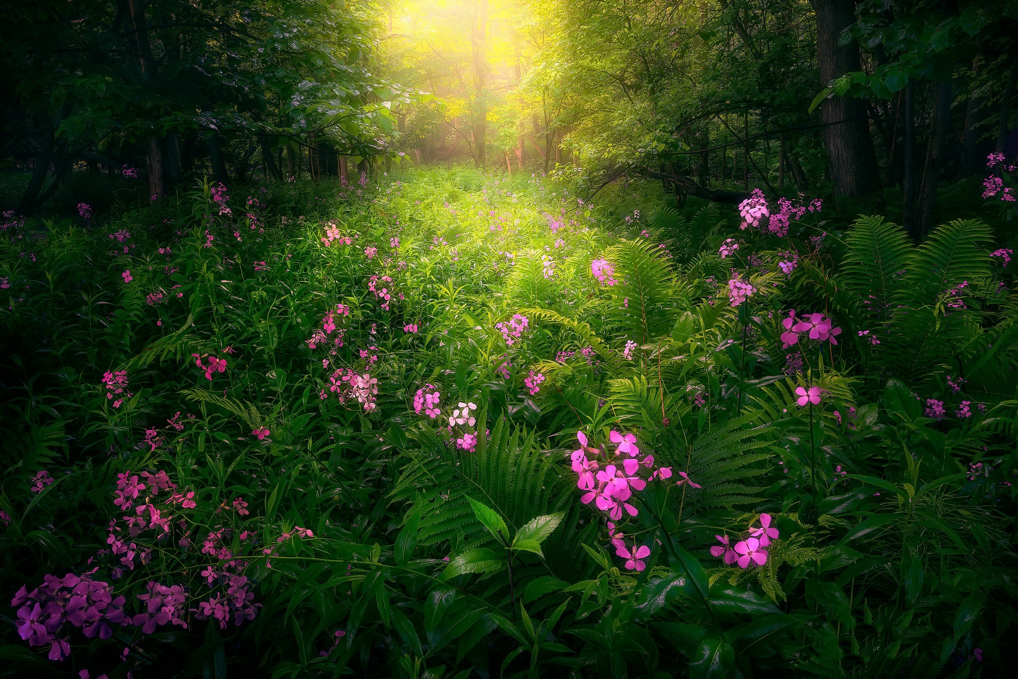 Téléchargez gratuitement l'image Forêt, Terre/nature sur le bureau de votre PC