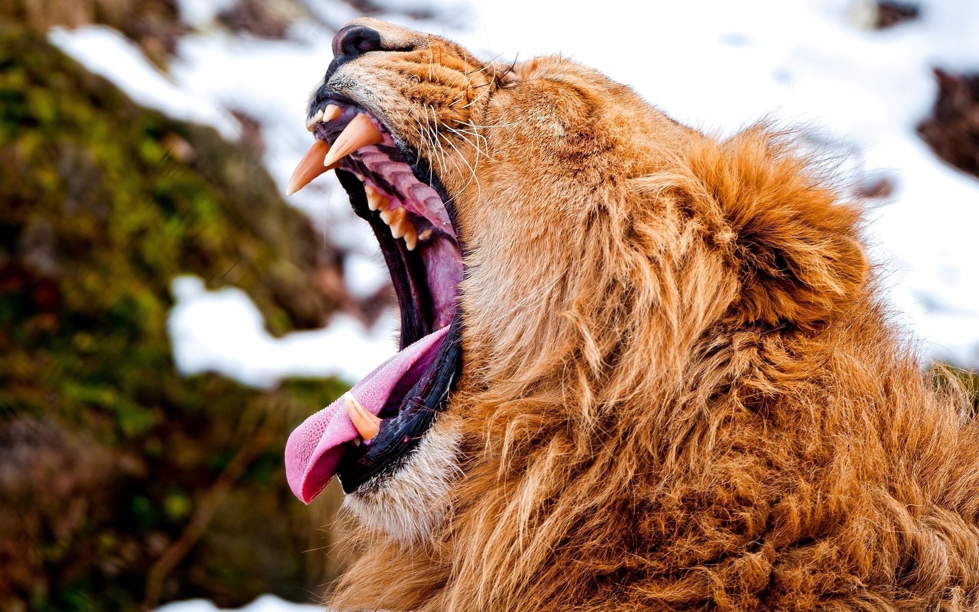 Téléchargez des papiers peints mobile Animaux, Chats, Lion gratuitement.