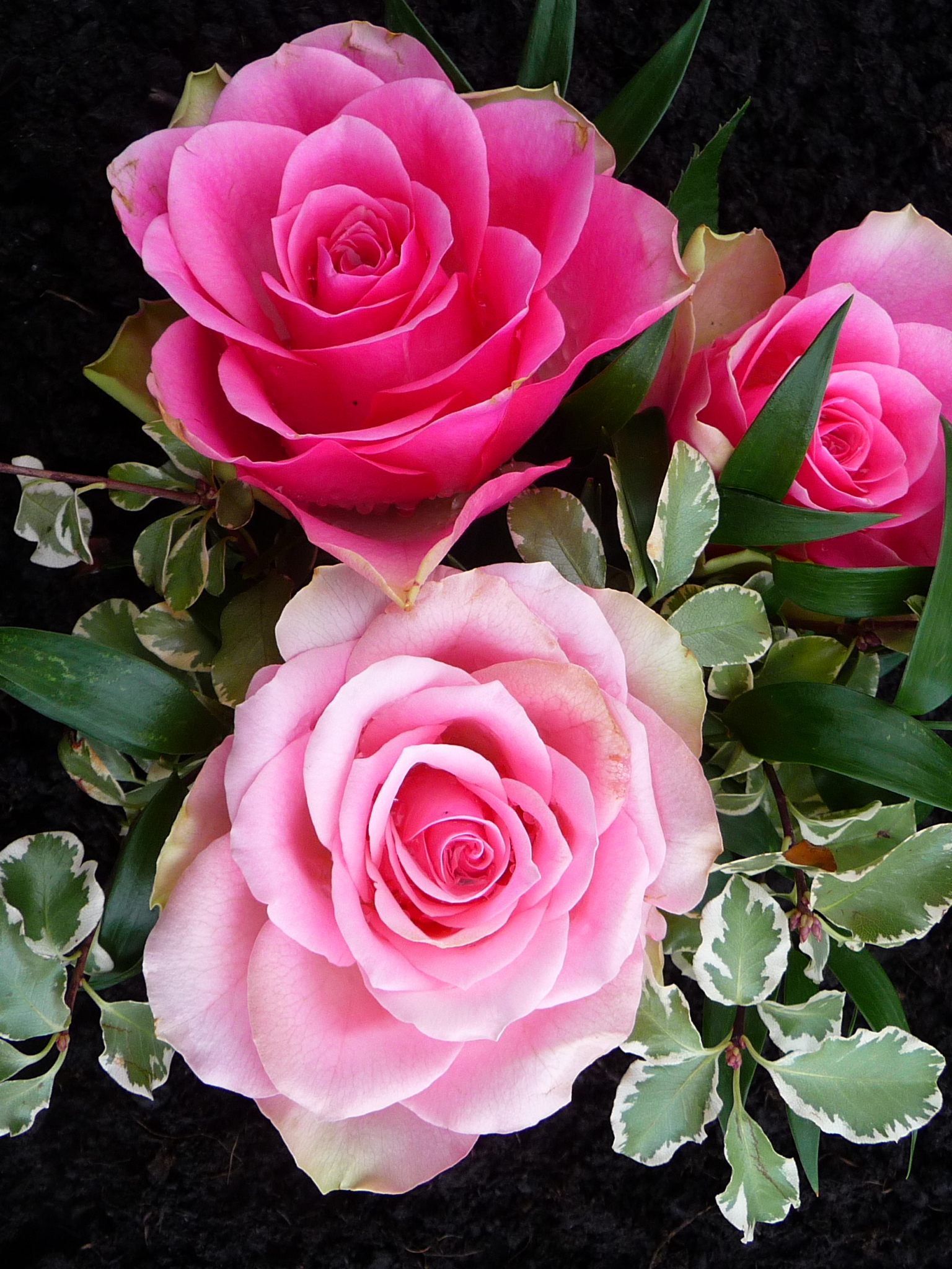 Download mobile wallpaper Flowers, Flower, Rose, Earth, Pink Flower, Pink Rose for free.