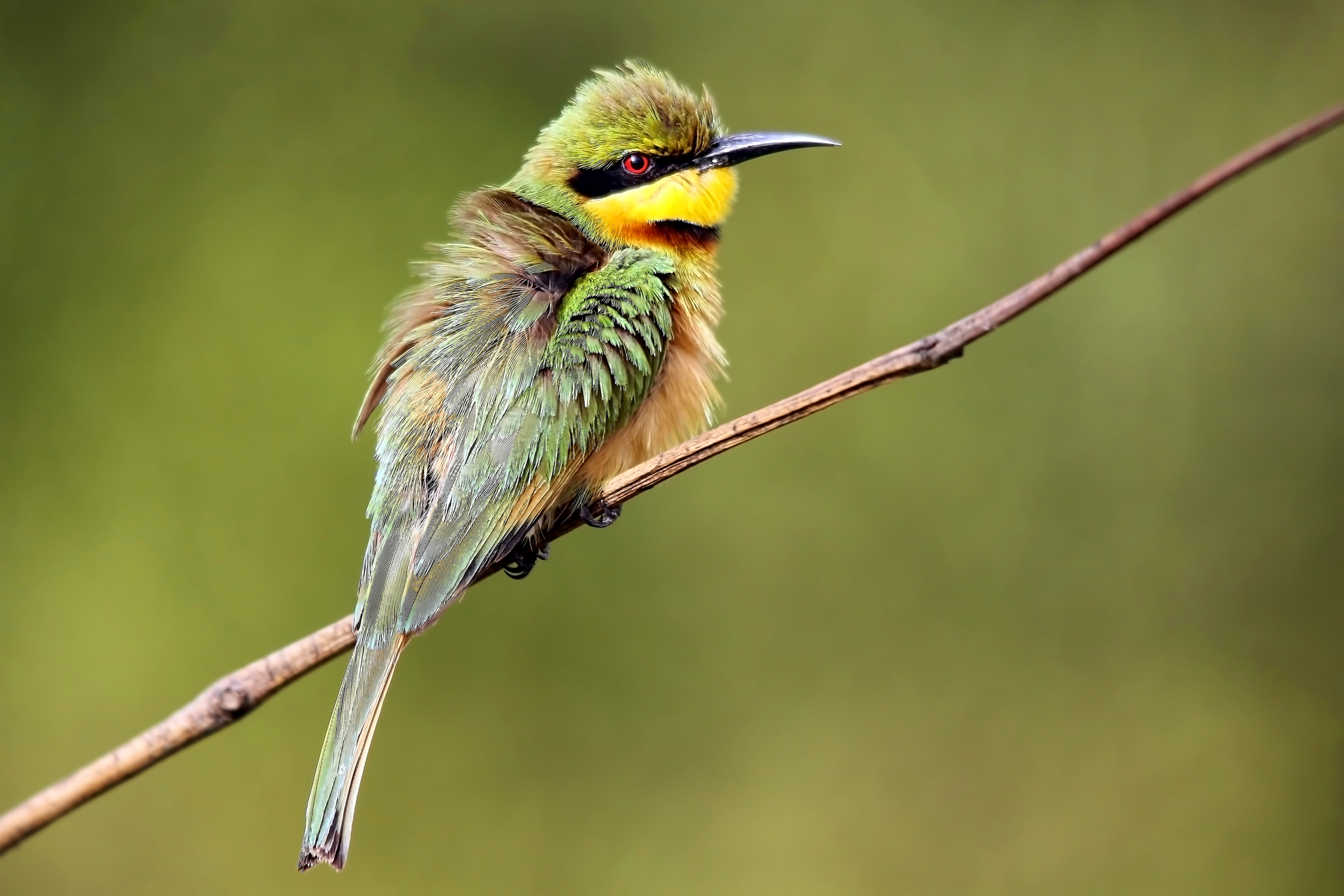 Download mobile wallpaper Birds, Bird, Branch, Animal, Bee Eater for free.
