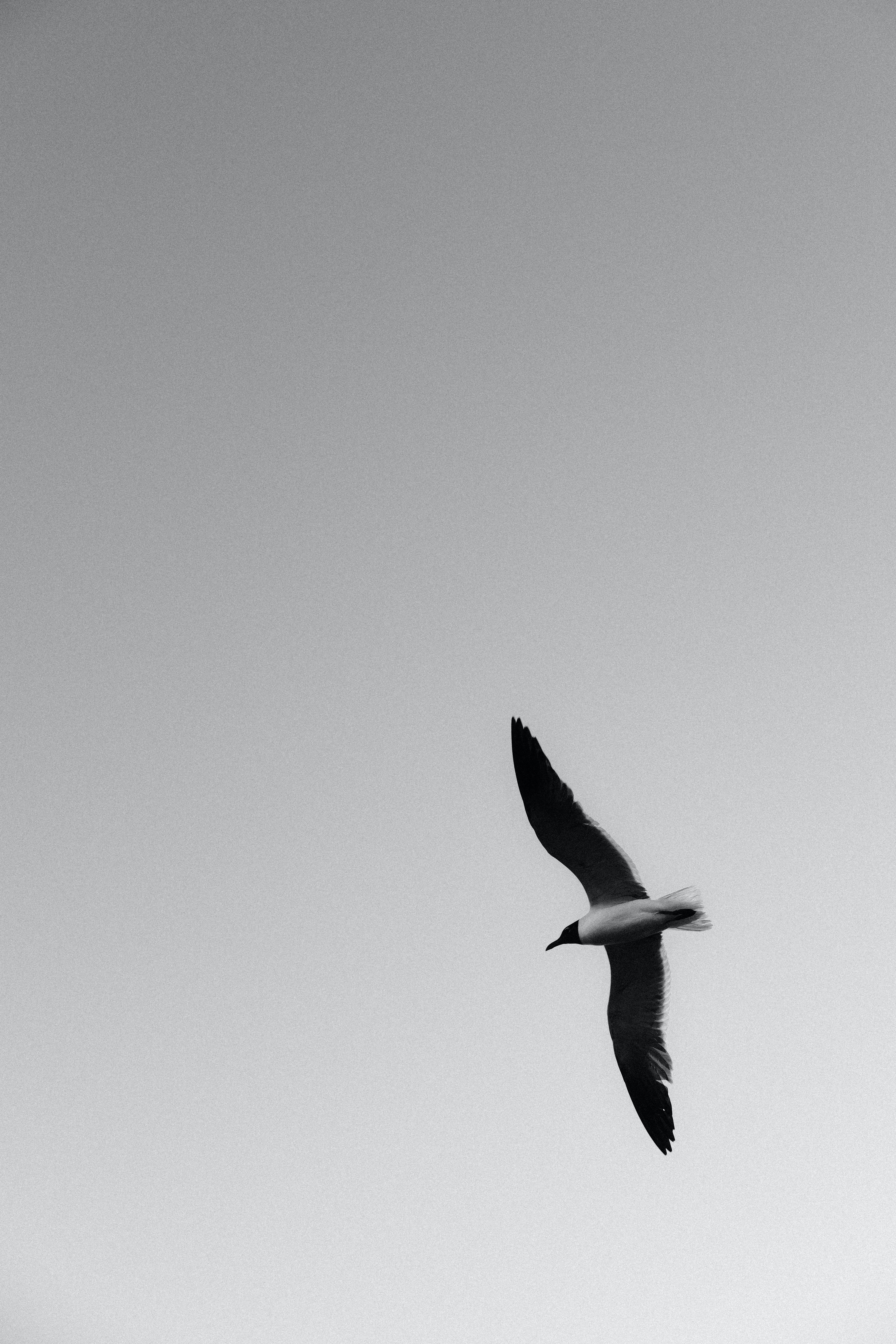 bw, gull, animals, bird, flight, chb, seagull, wings for android