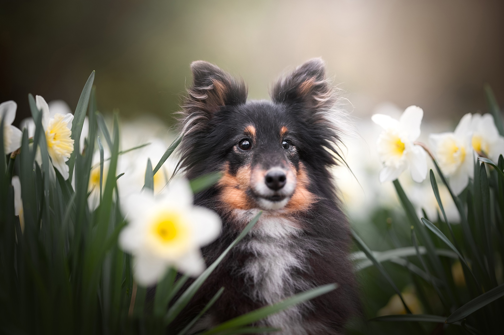 Free download wallpaper Dogs, Flower, Dog, Animal, Puppy, Shetland Sheepdog, White Flower, Baby Animal, Daffodil on your PC desktop