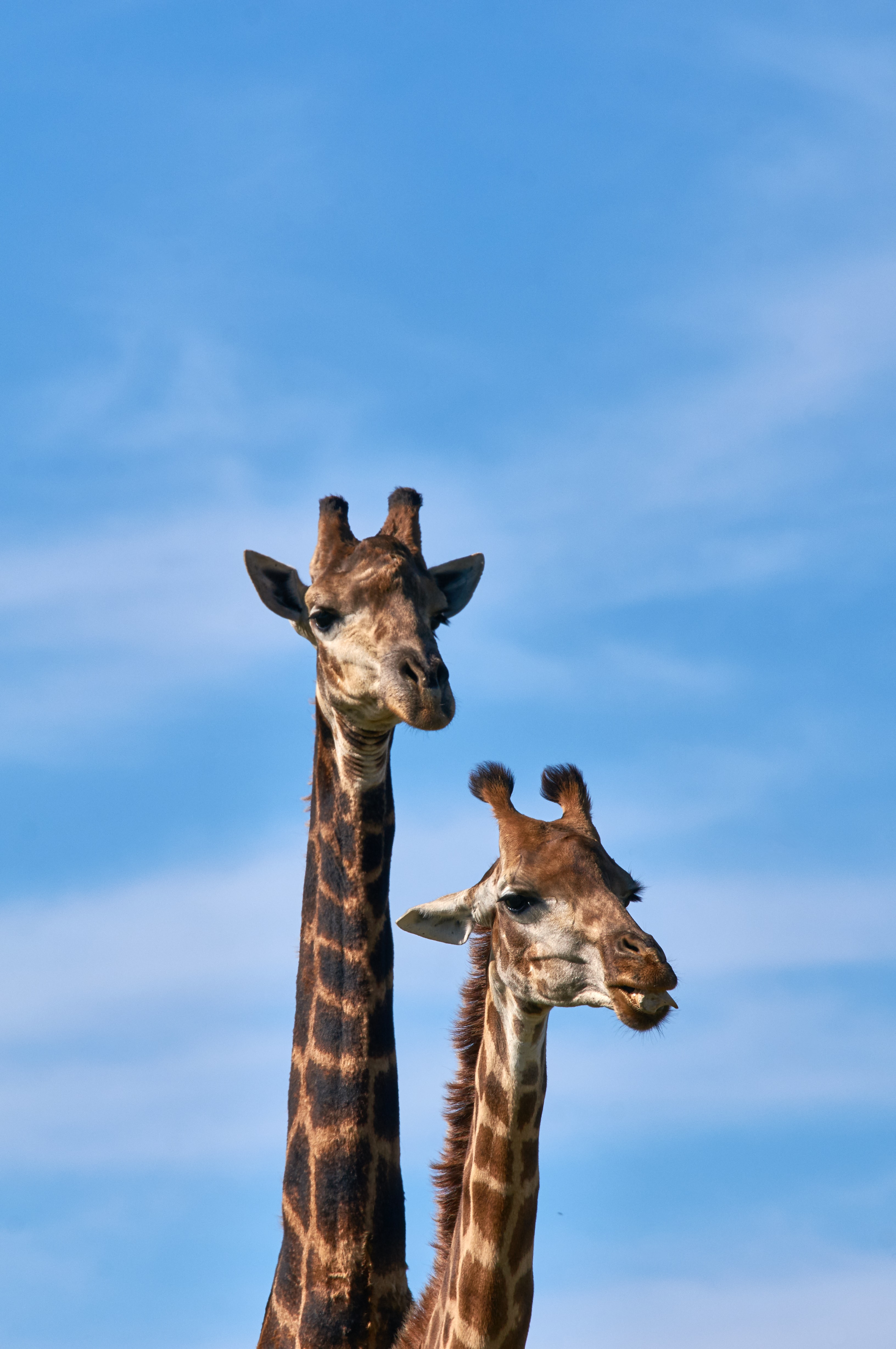 58534 скачать обои жираф, животные, длинная шея - заставки и картинки бесплатно