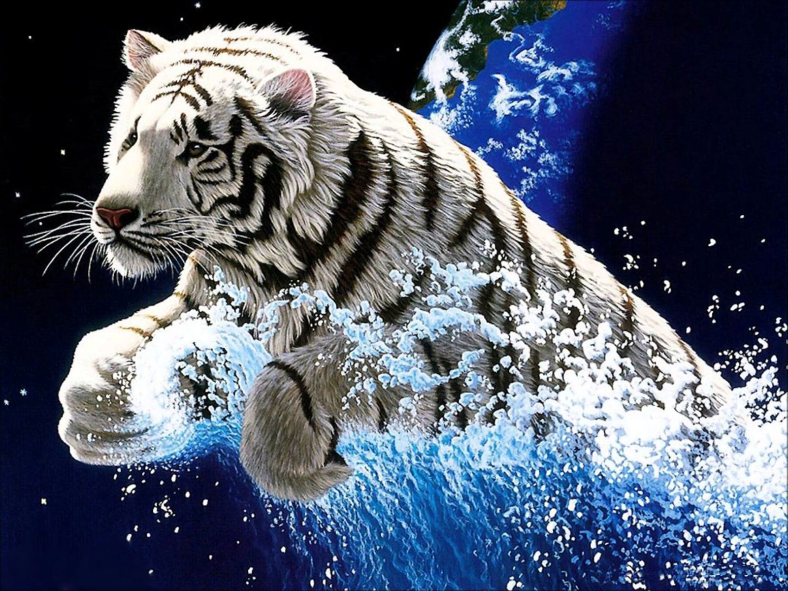 animal, white tiger, tiger, cats
