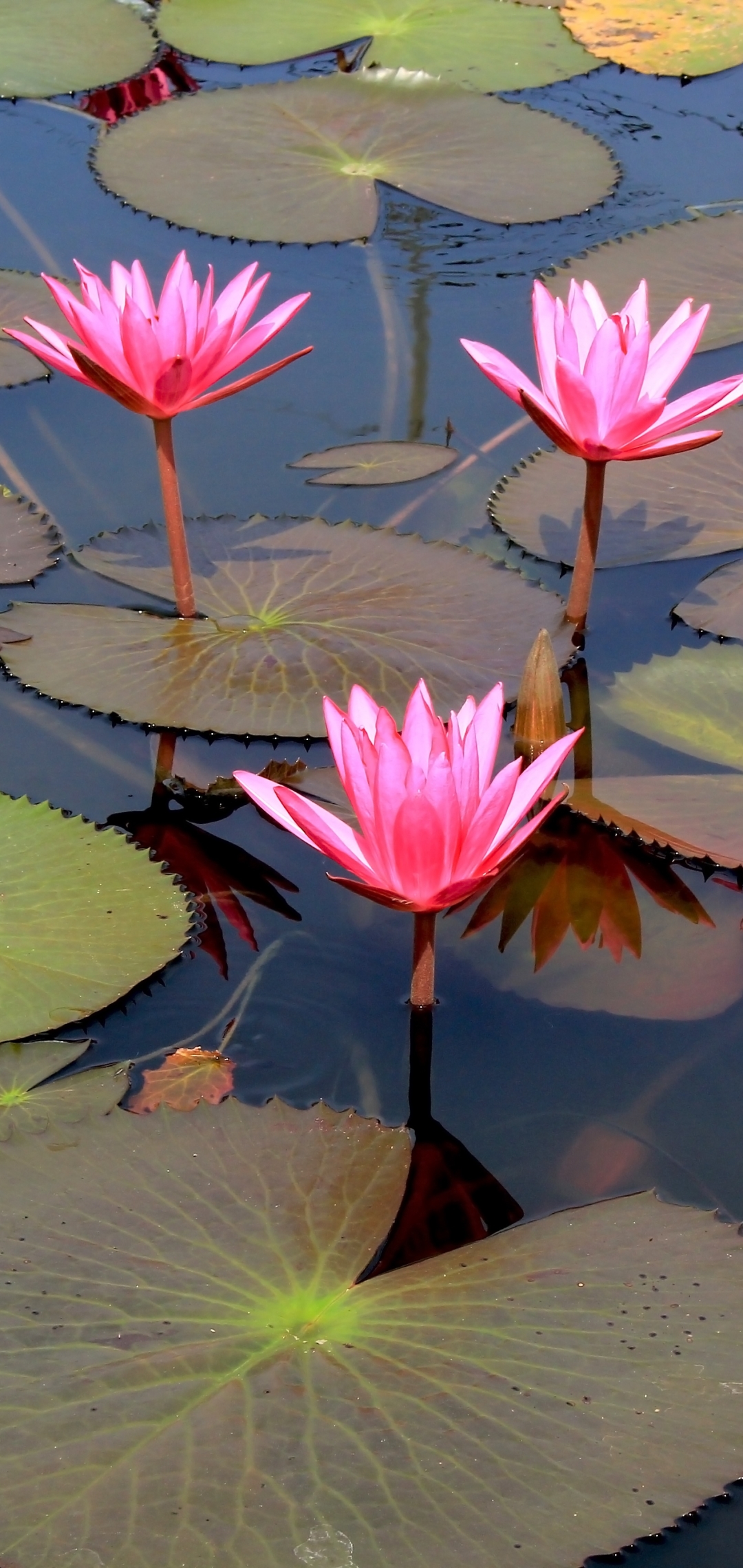 Download mobile wallpaper Nature, Flowers, Lotus, Flower, Earth, Pink Flower for free.