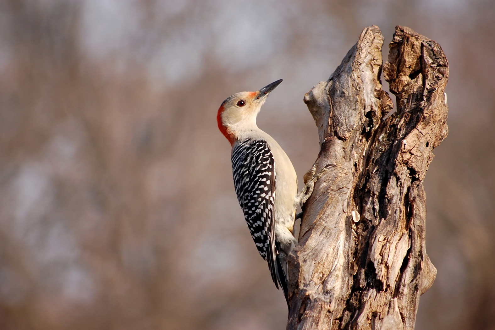Download mobile wallpaper Red Bellied Woodpecker, Bird, Birds, Animal for free.