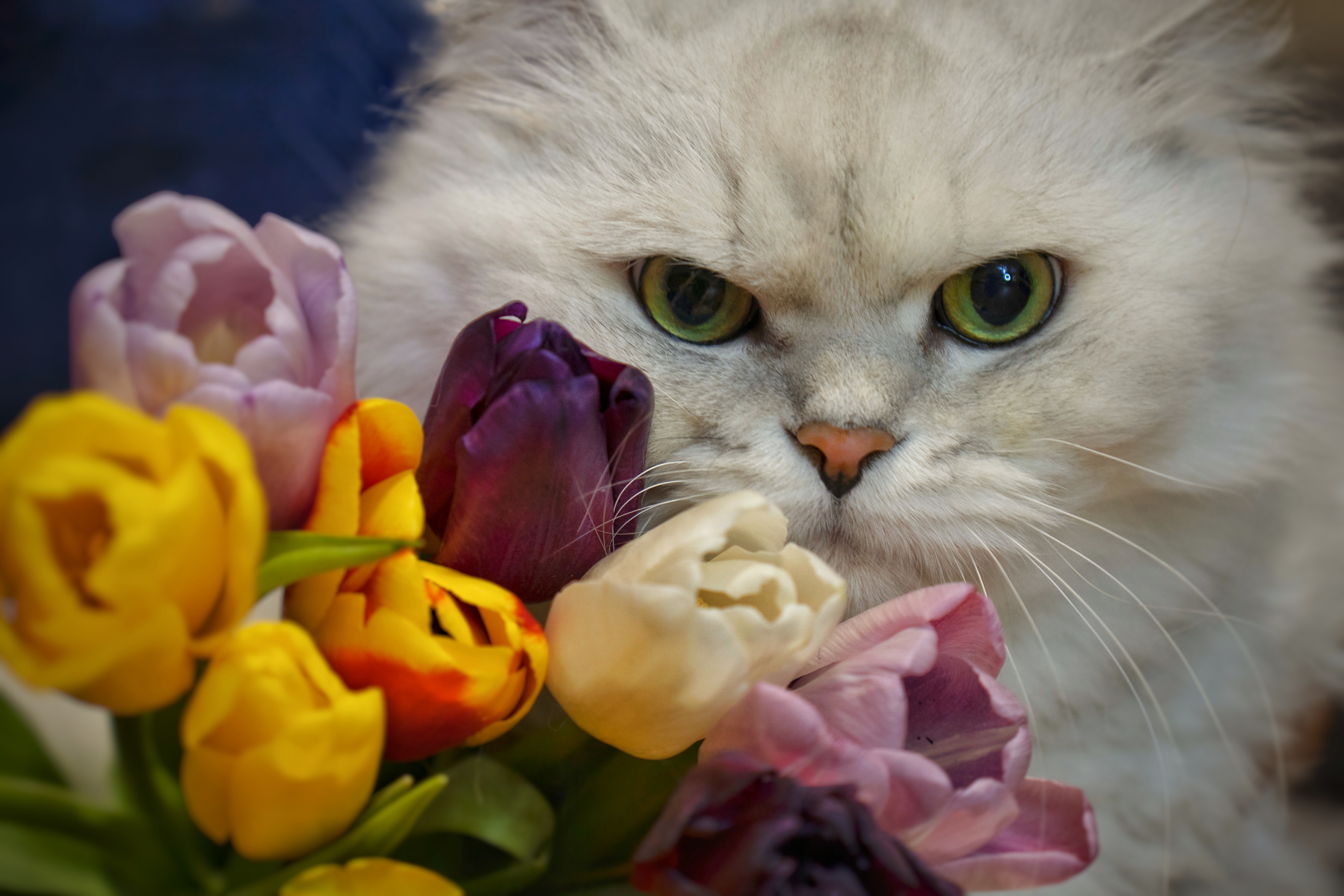 無料モバイル壁紙動物, 花, ネコ, 猫, 見詰めるをダウンロードします。