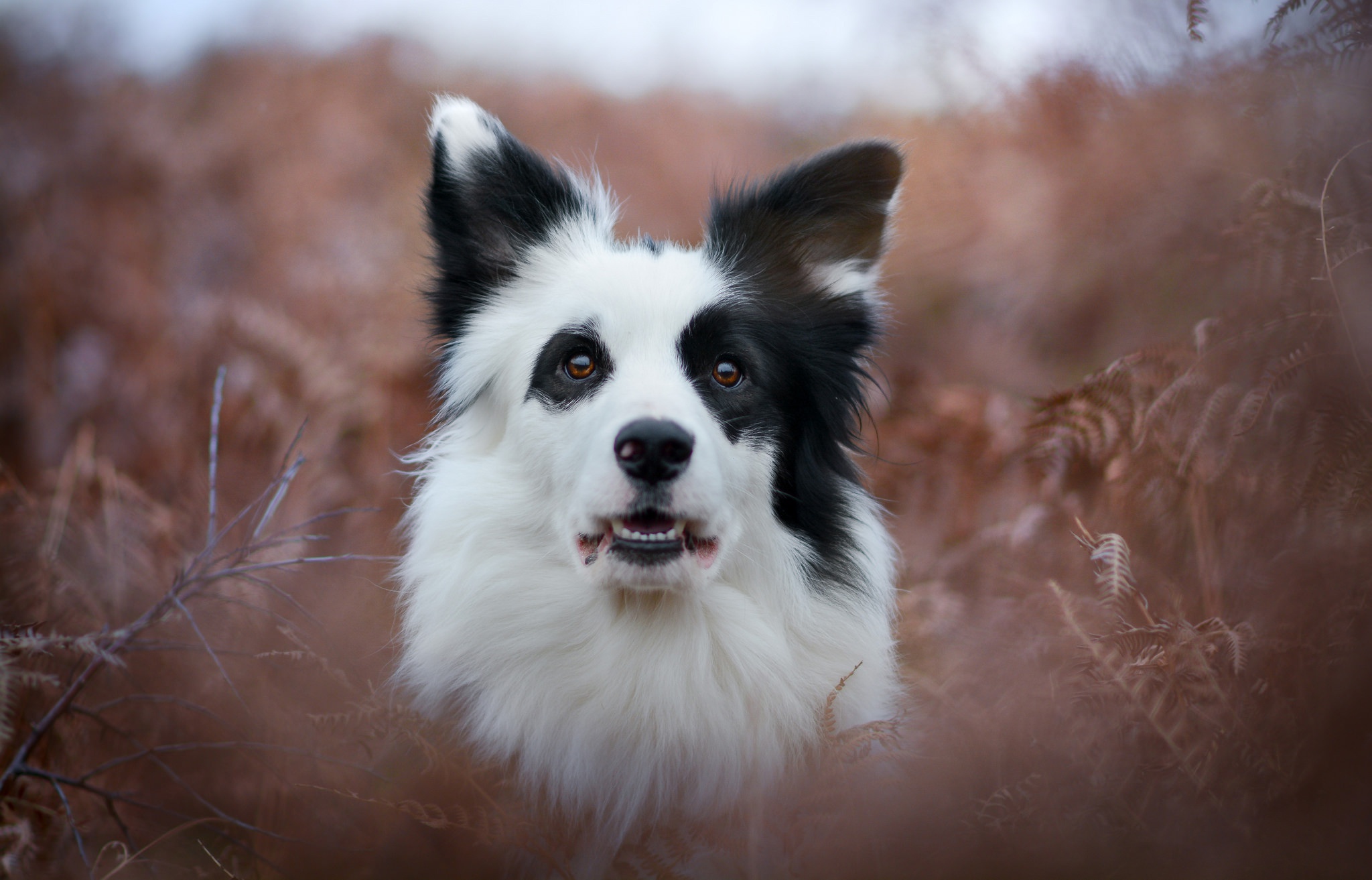 無料モバイル壁紙動物, 犬, ボーダーコリーをダウンロードします。