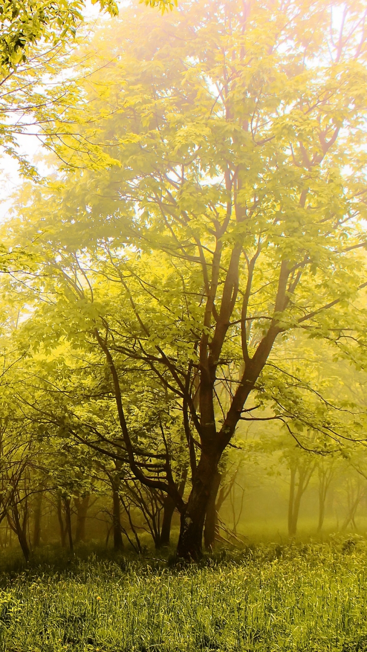 Download mobile wallpaper Nature, Forest, Tree, Fog, Earth for free.