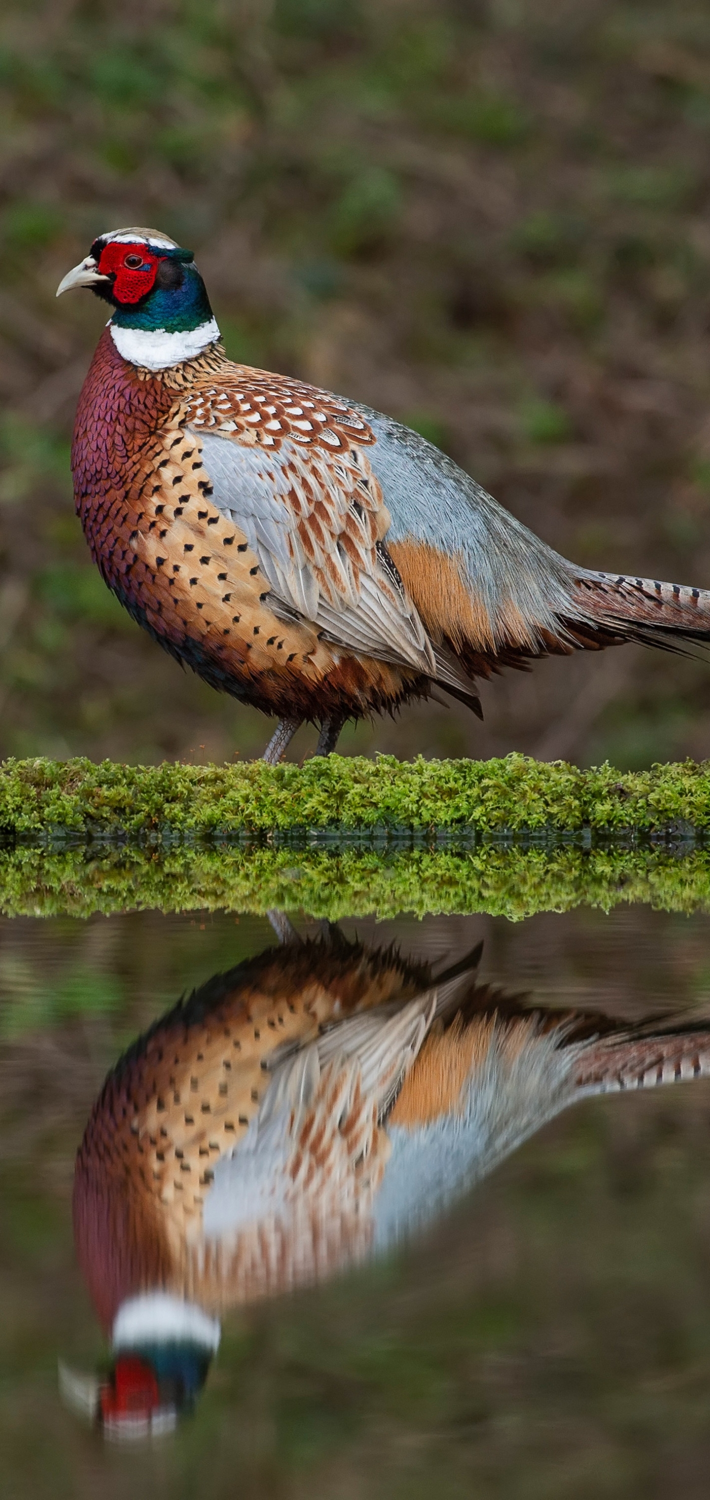 animal, pheasant, reflection, pond, bird, birds