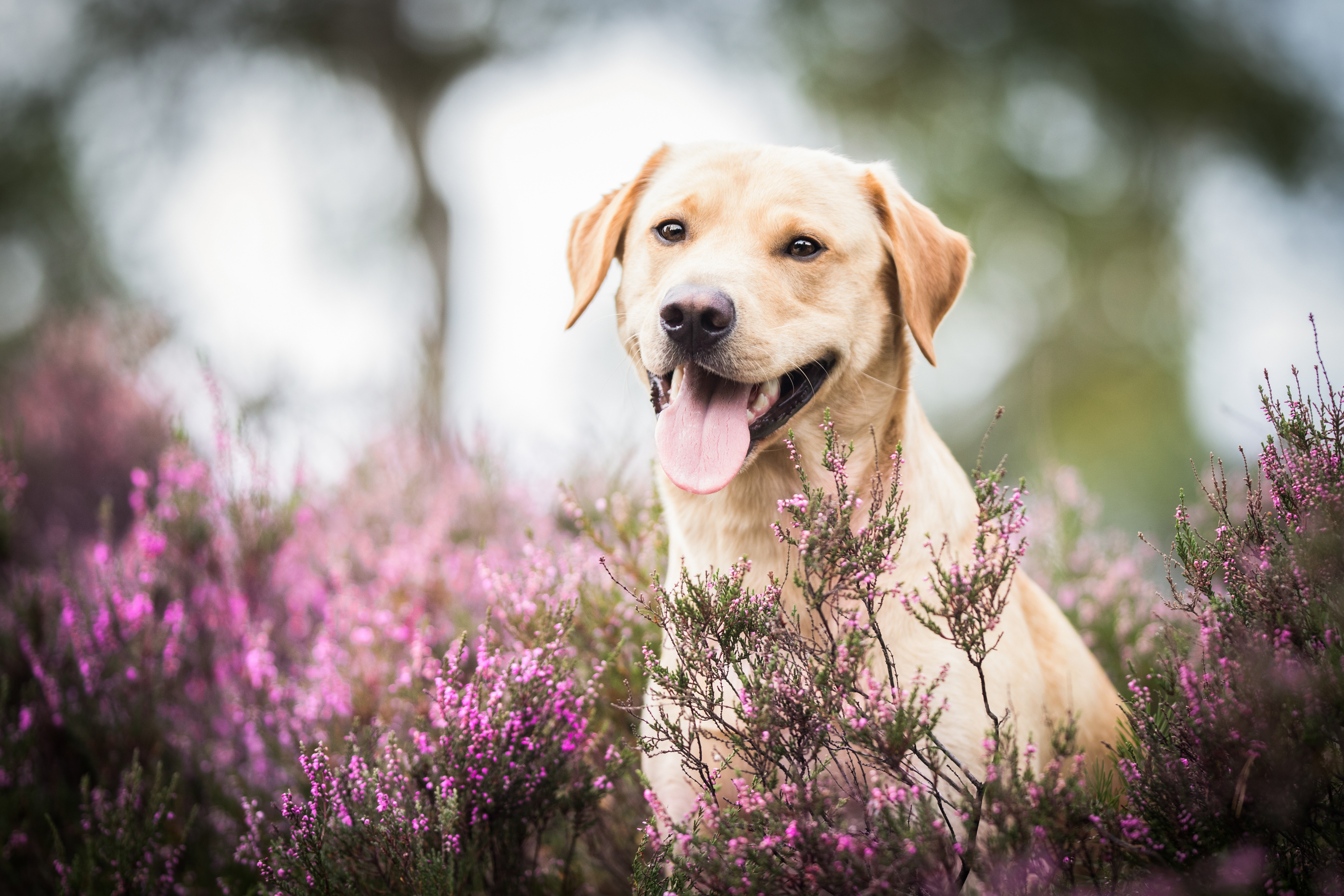 Laden Sie das Tiere, Hunde, Hund, Lavendel, Labrador Retriever-Bild kostenlos auf Ihren PC-Desktop herunter