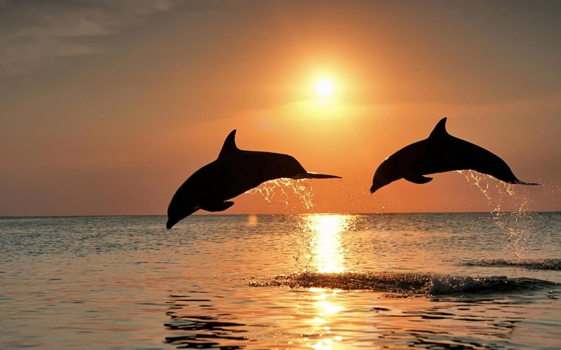 138016 Bild herunterladen prallen, delfine, paar, tiere, sunset, sea, springen - Hintergrundbilder und Bildschirmschoner kostenlos