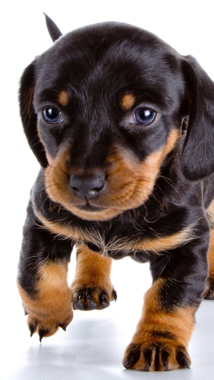 Download mobile wallpaper Dogs, Animal, Puppy for free.