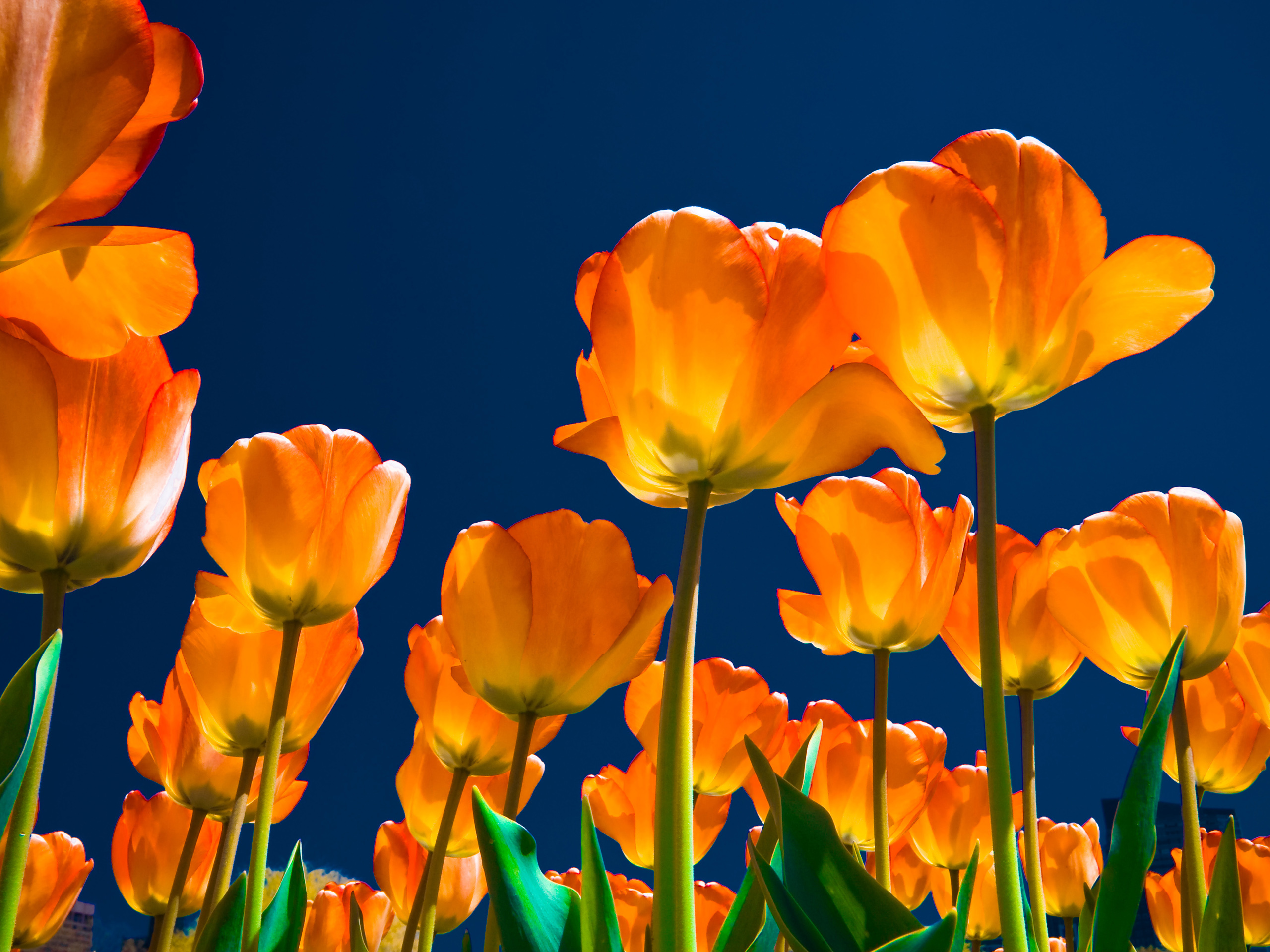 Handy-Wallpaper Orangene Blume, Tulpe, Nahansicht, Blumen, Natur, Blume, Erde/natur kostenlos herunterladen.