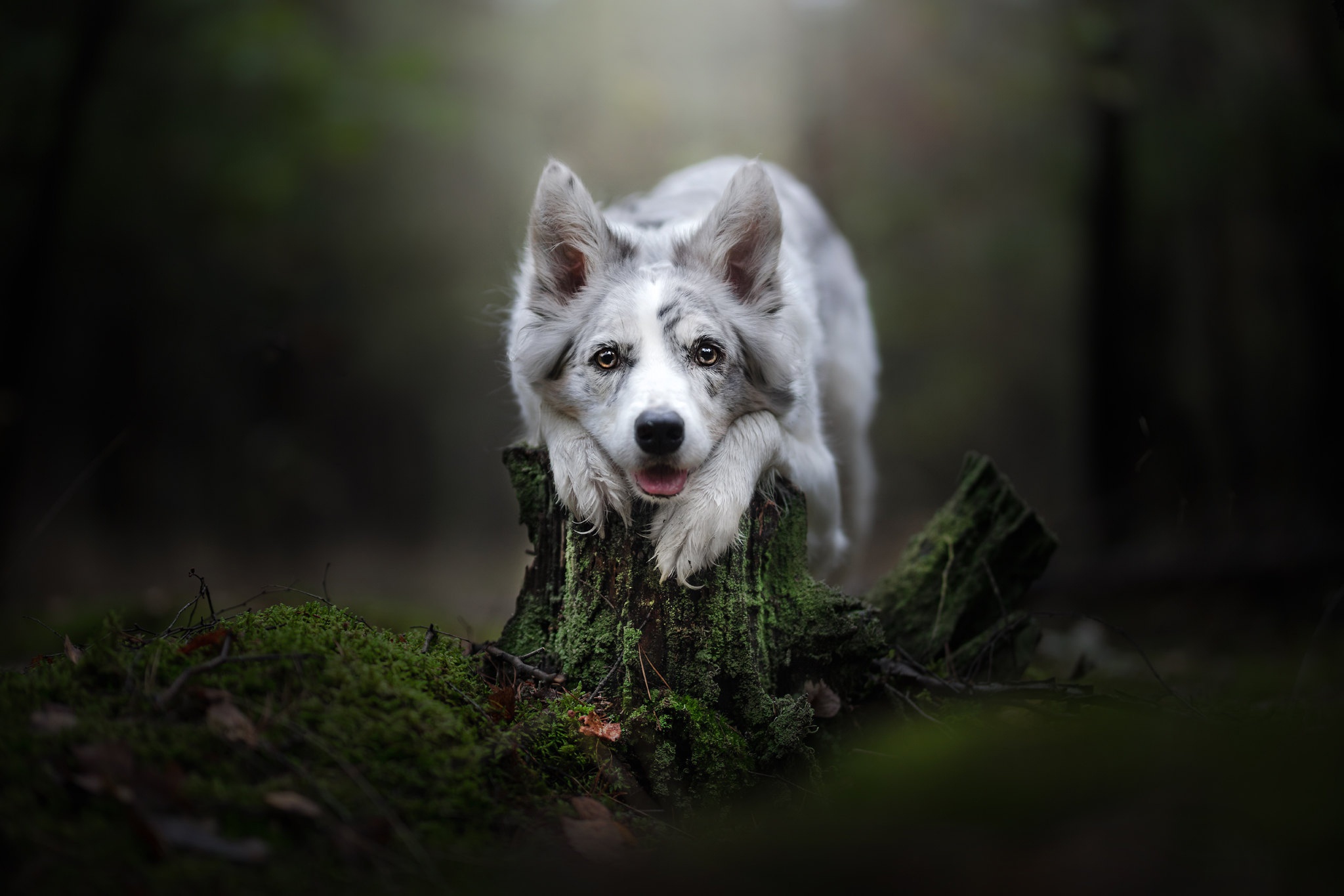 Download mobile wallpaper Dogs, Dog, Animal, Border Collie, Depth Of Field for free.