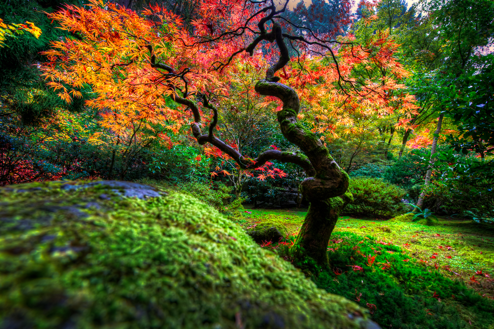 Download mobile wallpaper Bush, Tree, Fall, Man Made, Japanese Garden for free.