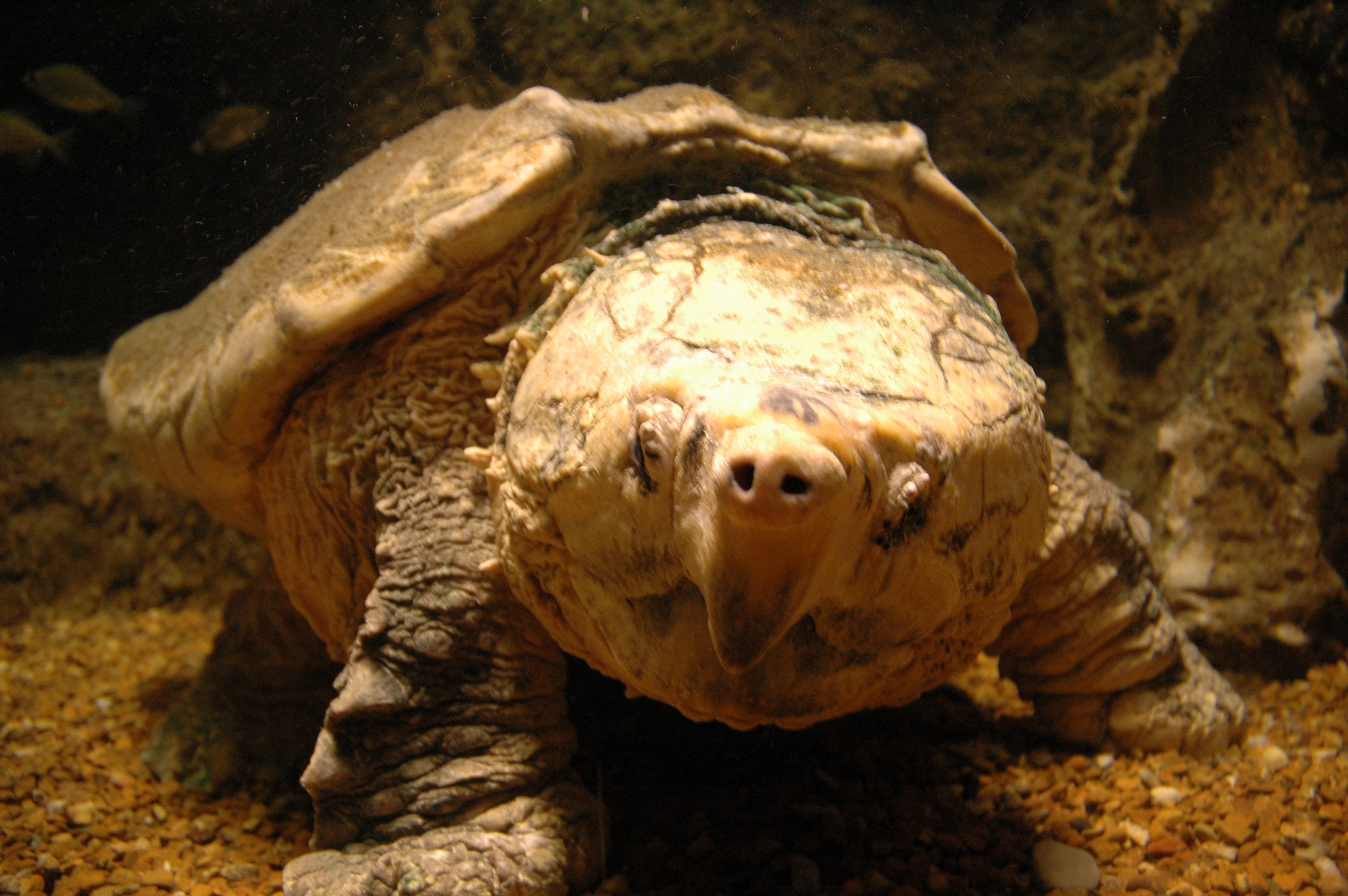 668620 descargar imagen animales, tortuga mordedora de cocodrilo: fondos de pantalla y protectores de pantalla gratis